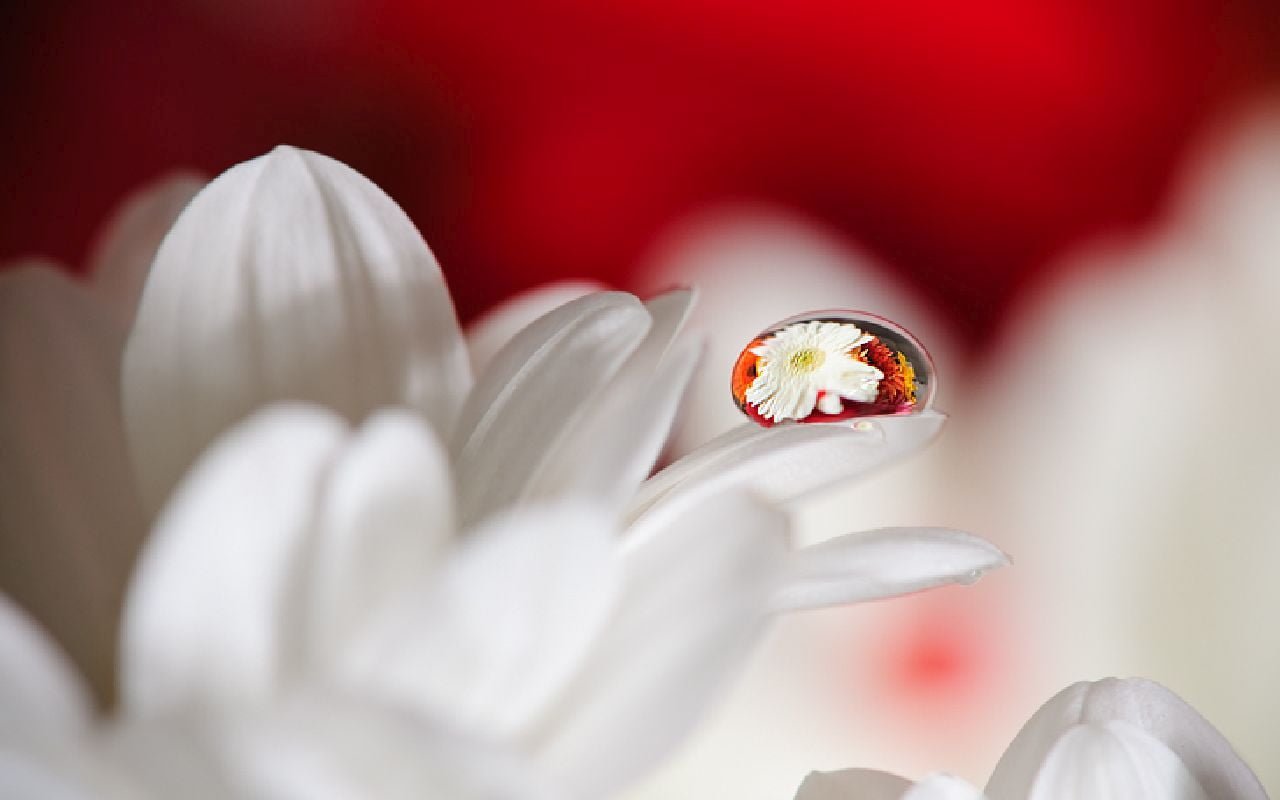 macro photography of dew drop on white petaled flower Drops