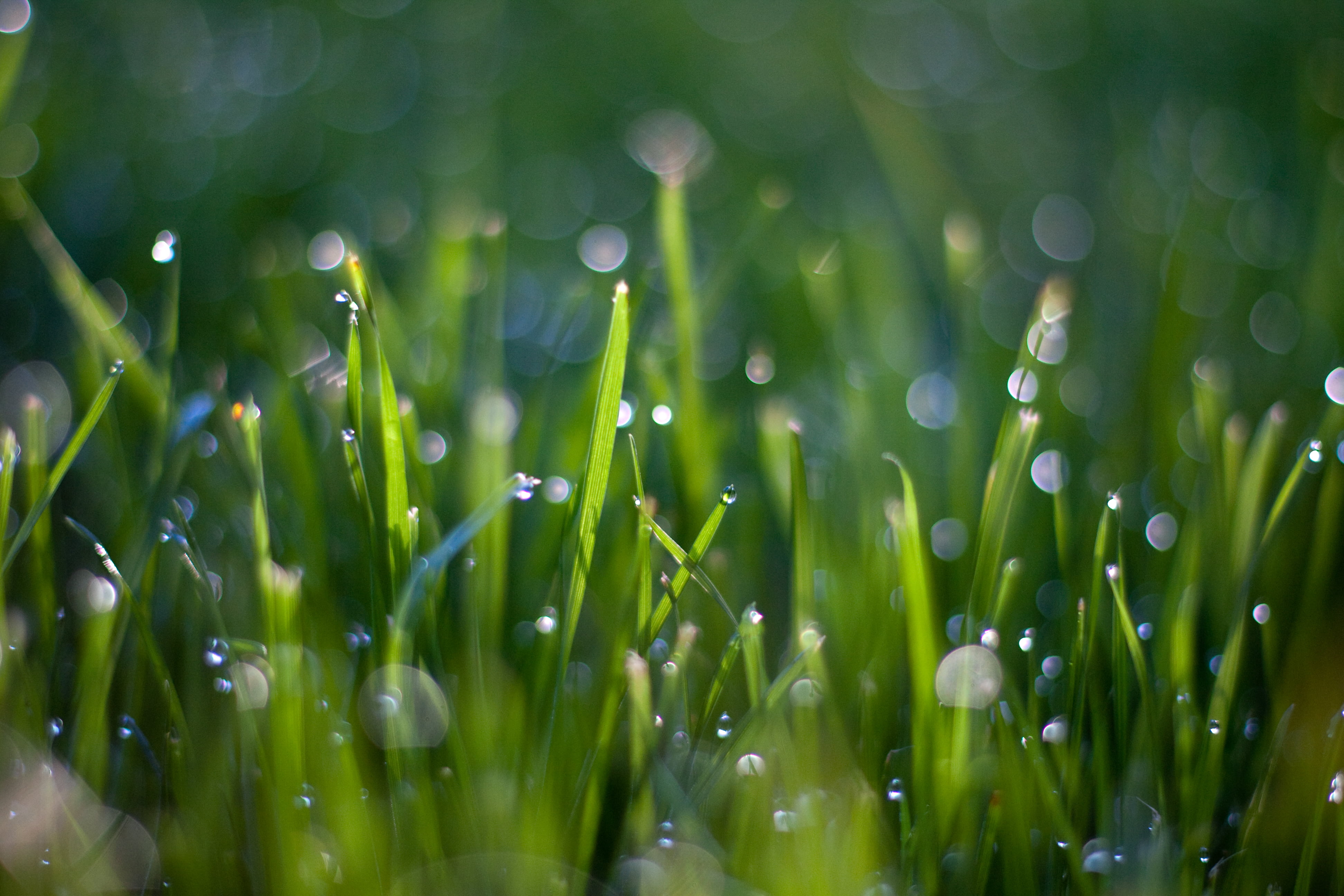macro photography of dew drops on green grass Water droplets 2k 4k