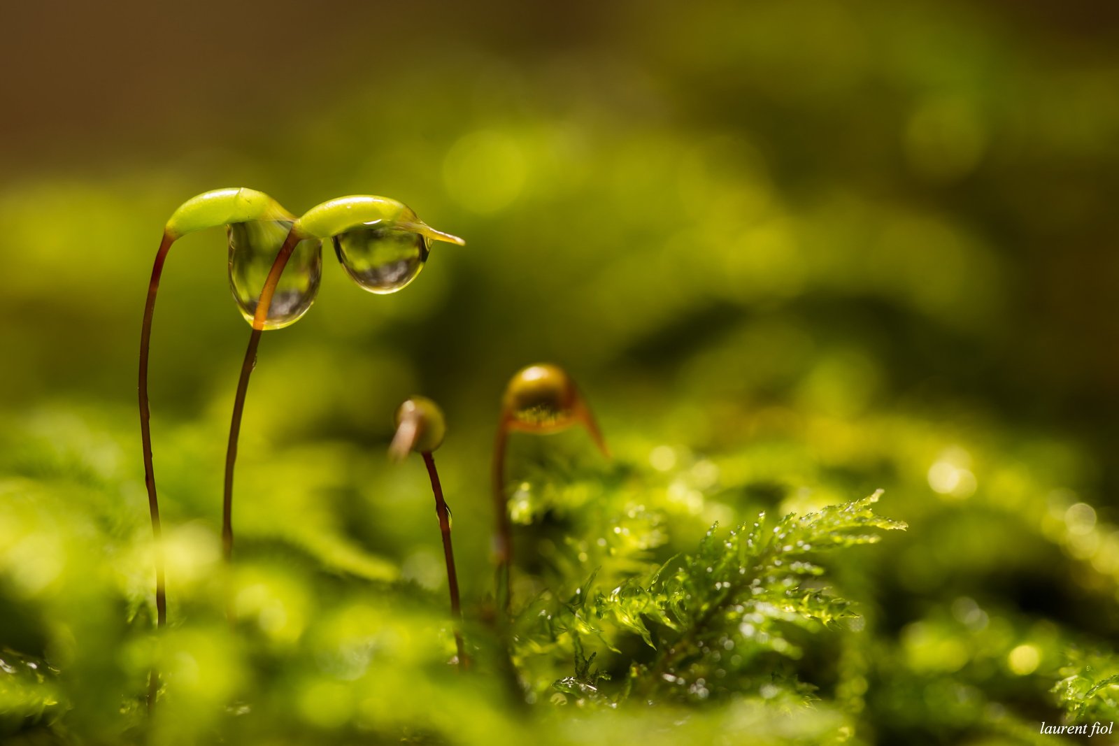 macro photography of dew drops on green leaf plant nature Color 2k 4k 5k