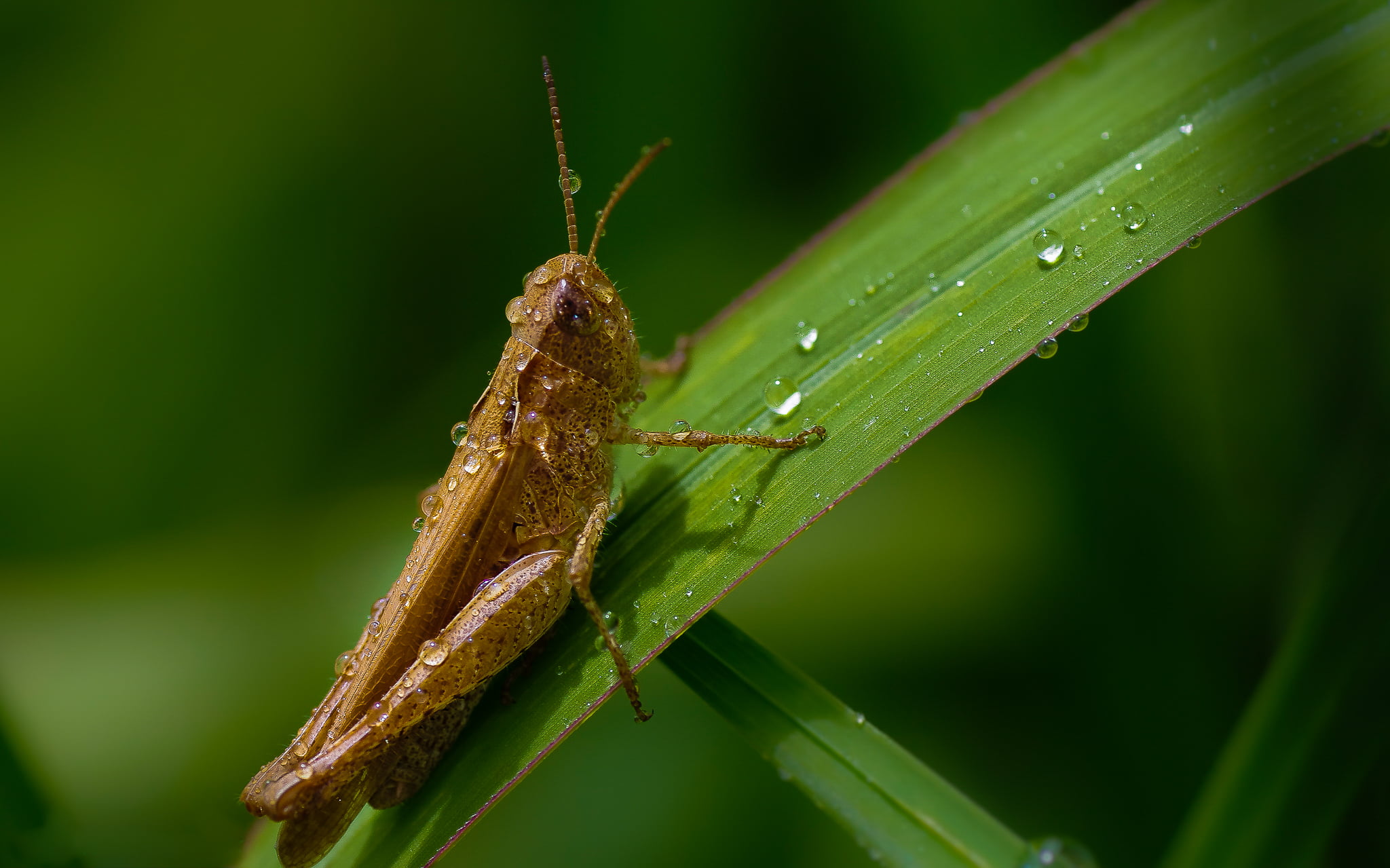 macro photography of grasshopper on leaf Explore Sony 2k
