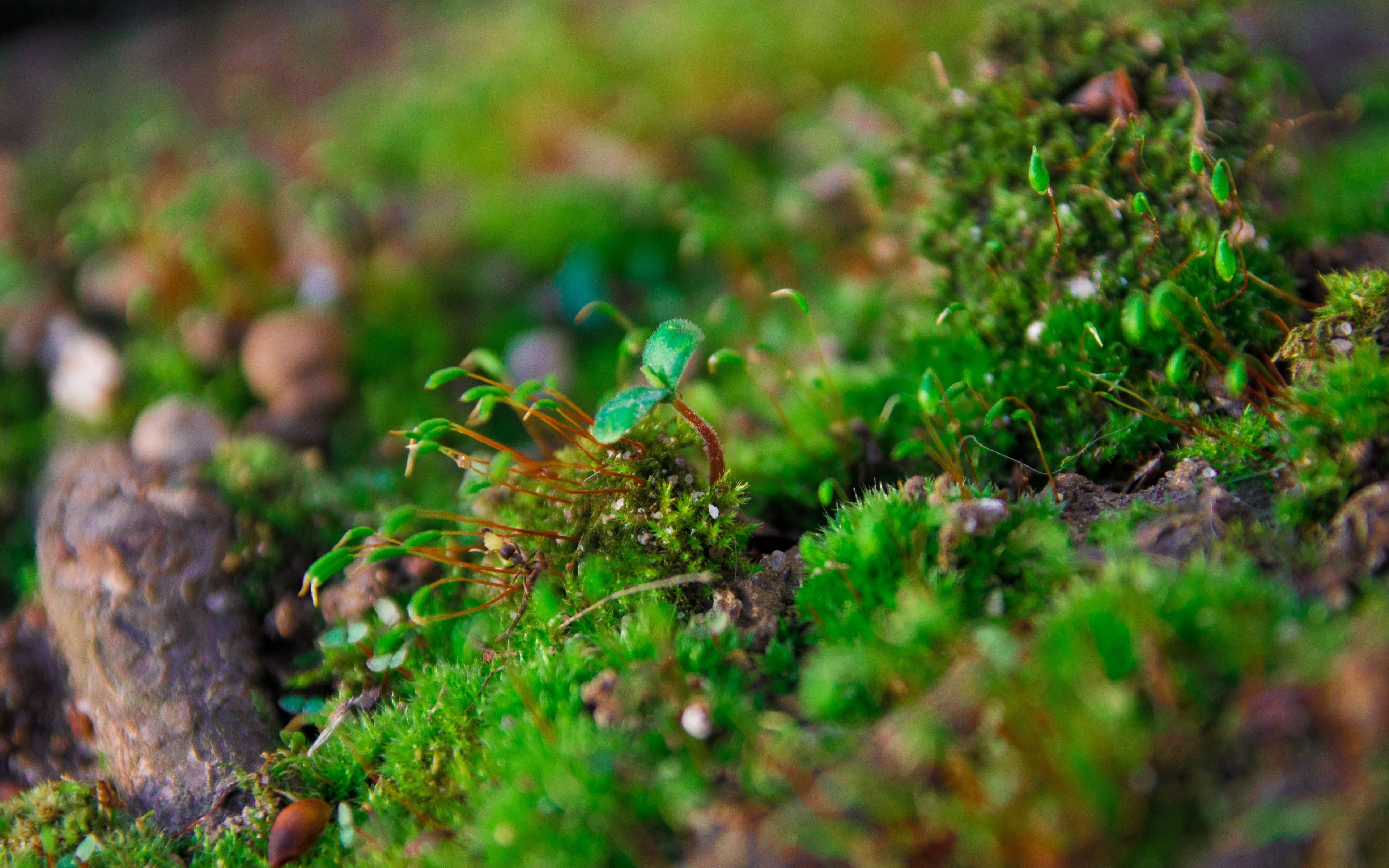 macro photography of green plant nature moss growth selective focus 2k 4k