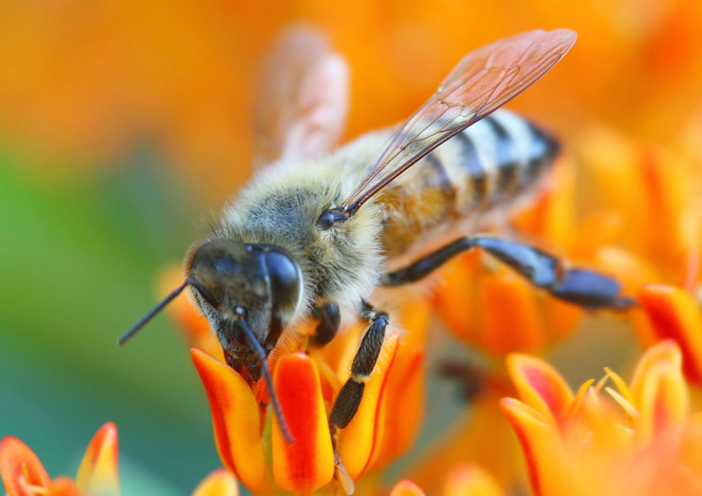 macro photography of Honey bee on red and yellow flowers brooklyn