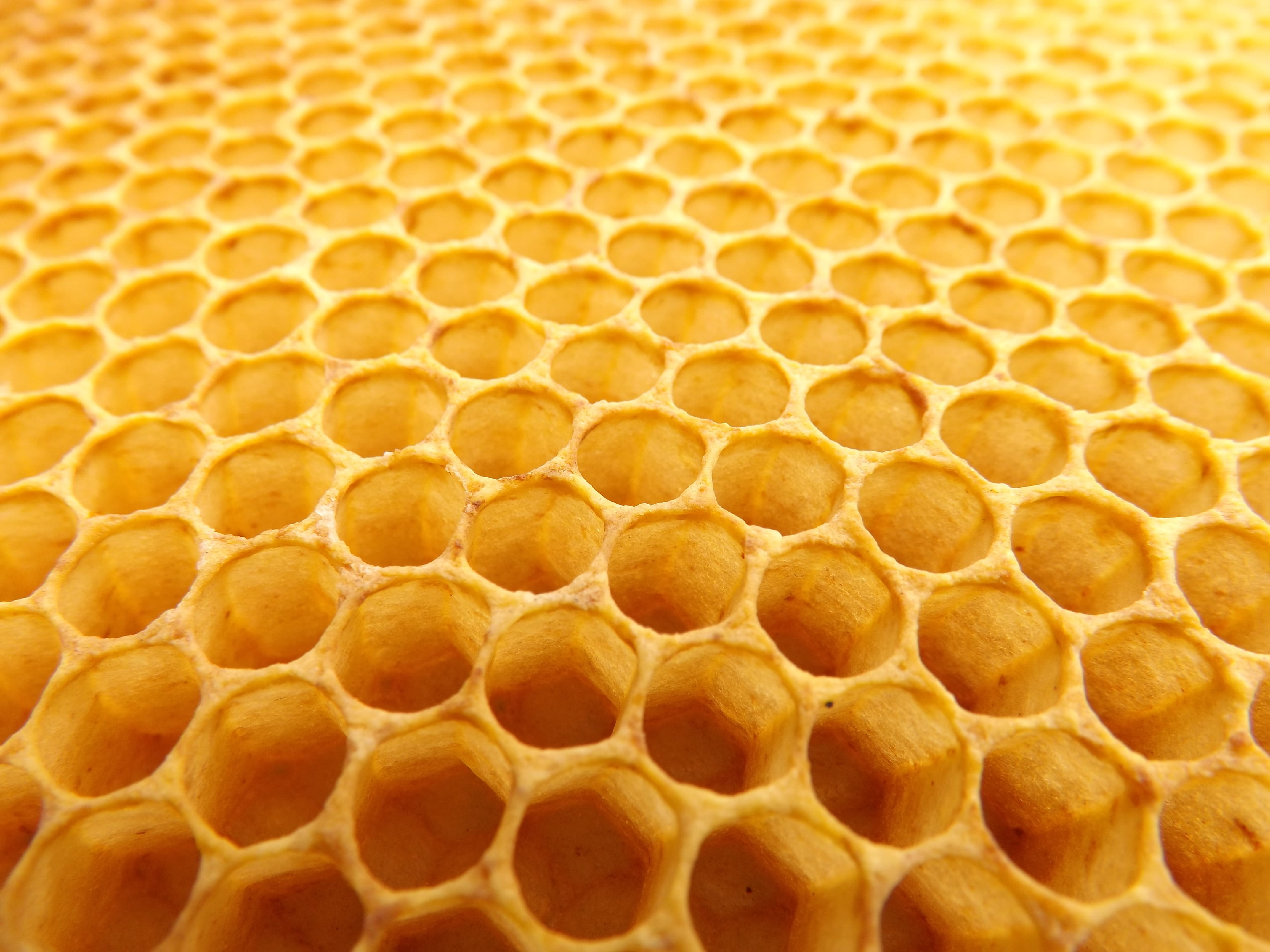 macro photography of Honey comb honeycomb beekeeping beehive 2k 4k