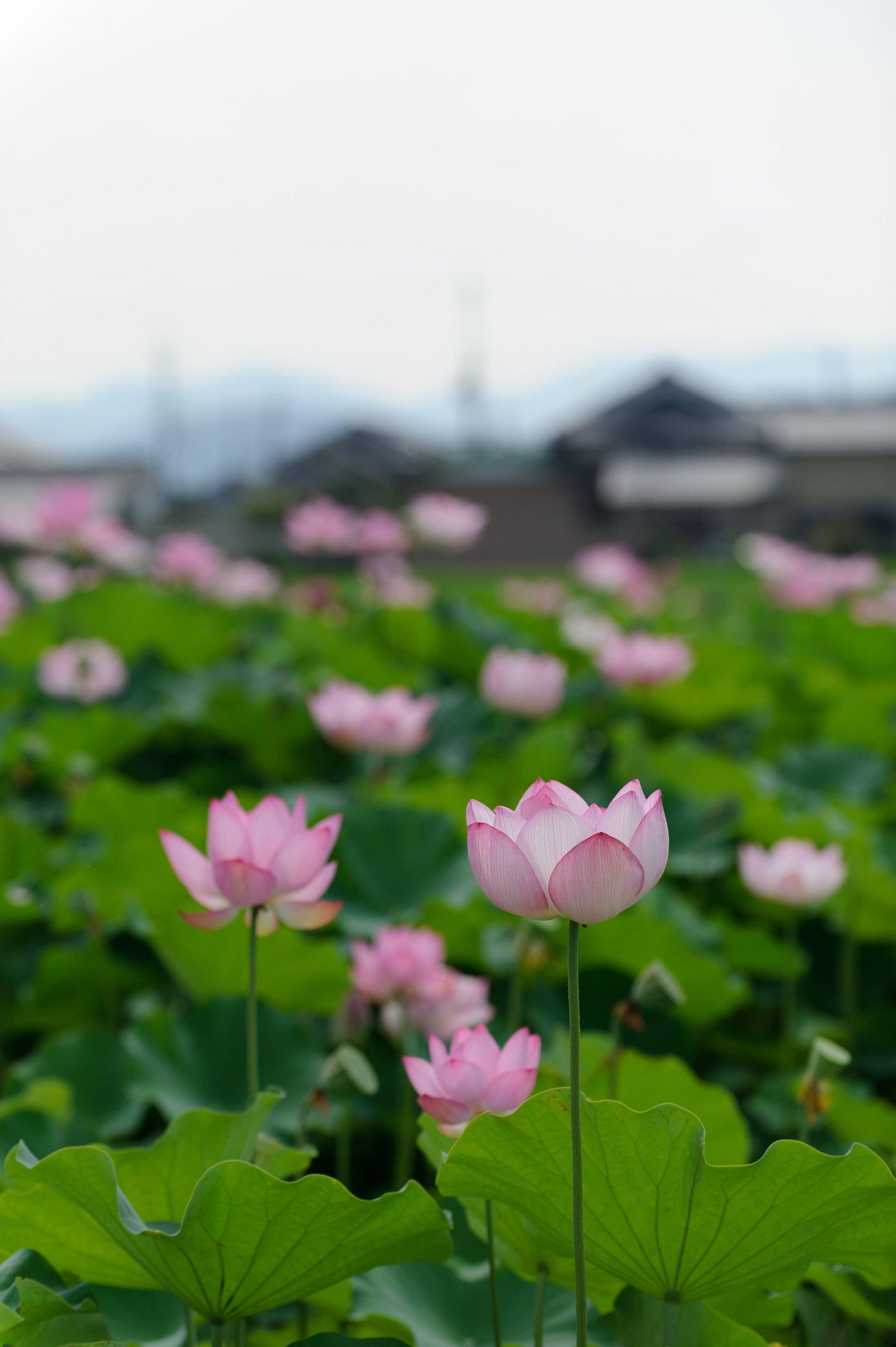 macro photography of pink petaled flowers Kannon JP 2k