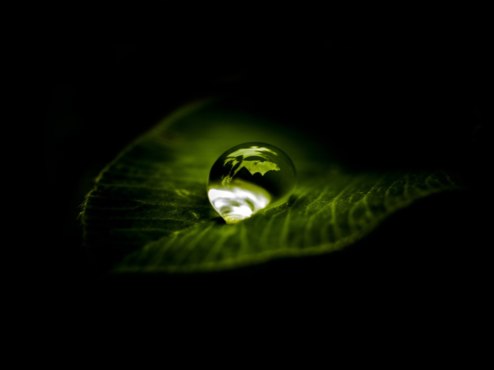 macro photography of water drops into the leaf a drop zen 62 2k 4k