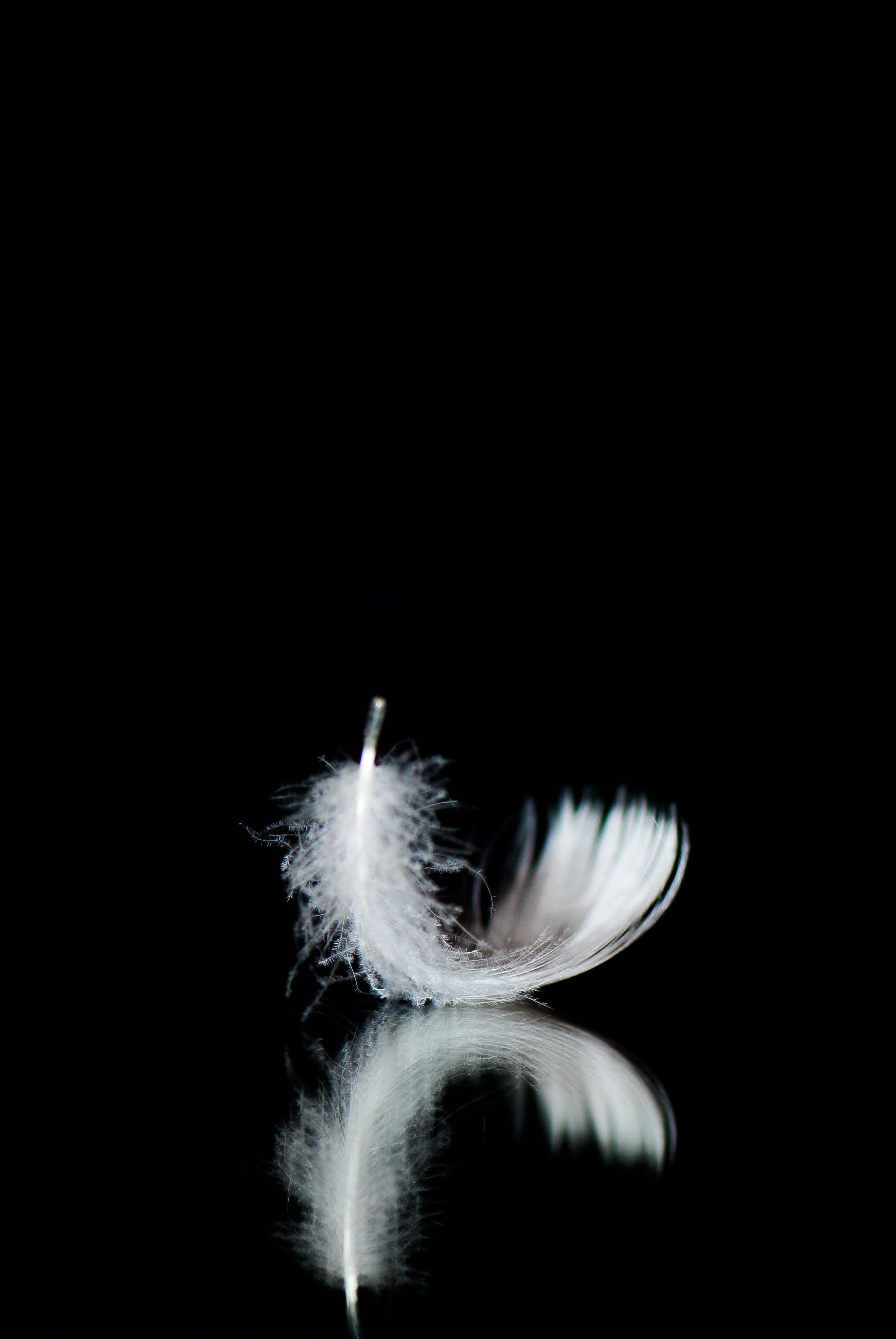 macro photography of white feather minimal nero black background 2k
