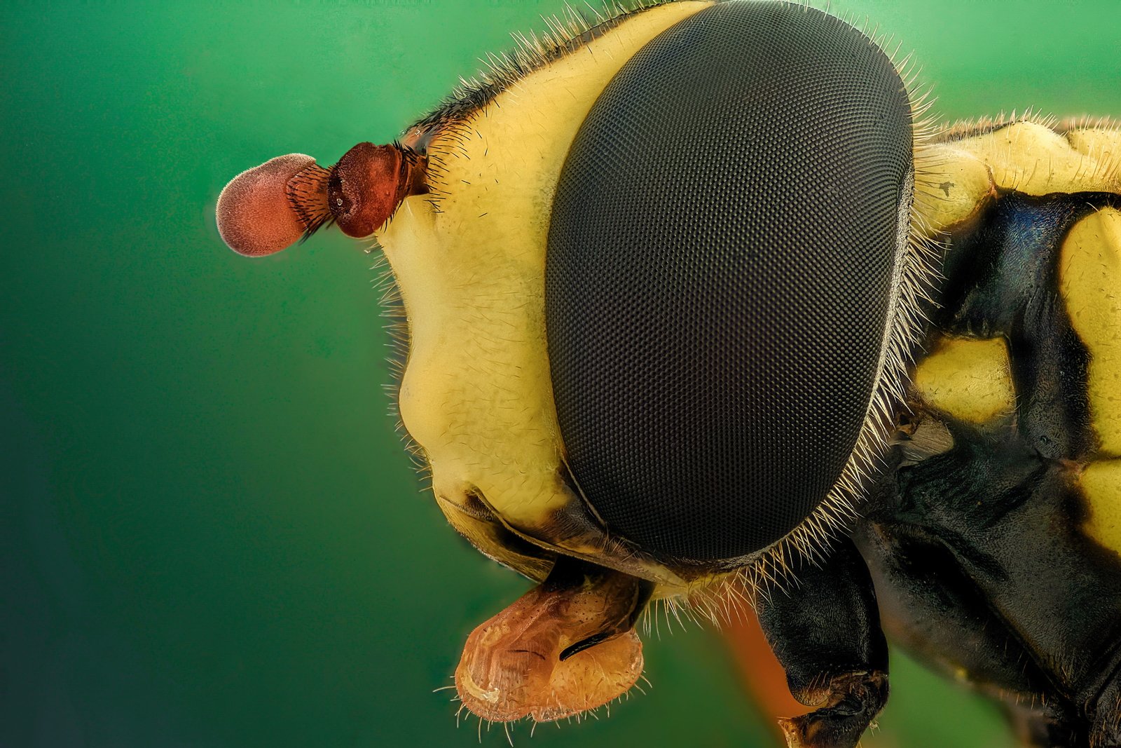macro photography of yellow and black bee eye closeup nature 2k 4k 5k