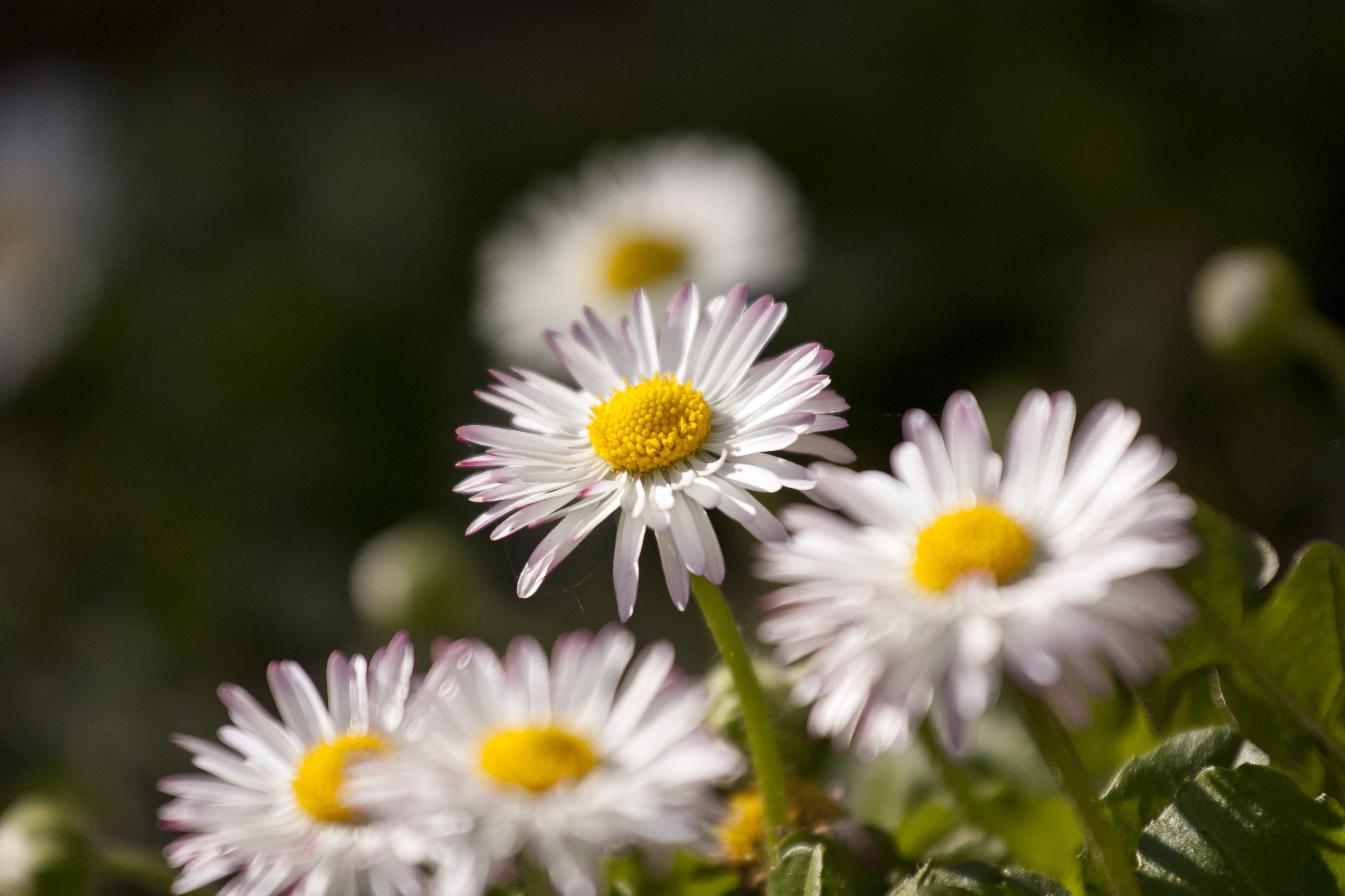 macro photography white Daisy flower at daytime daisies 2k 4k