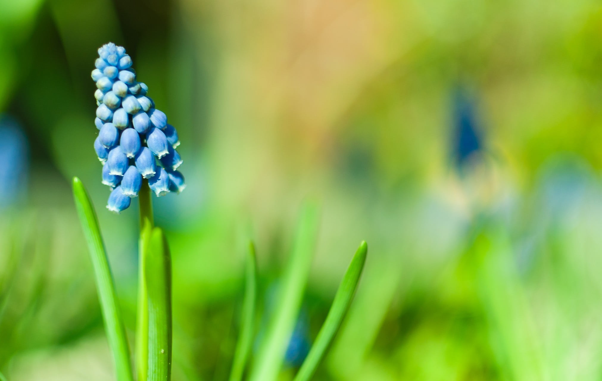 macro shot of blue flower bud flowers muscari 2k