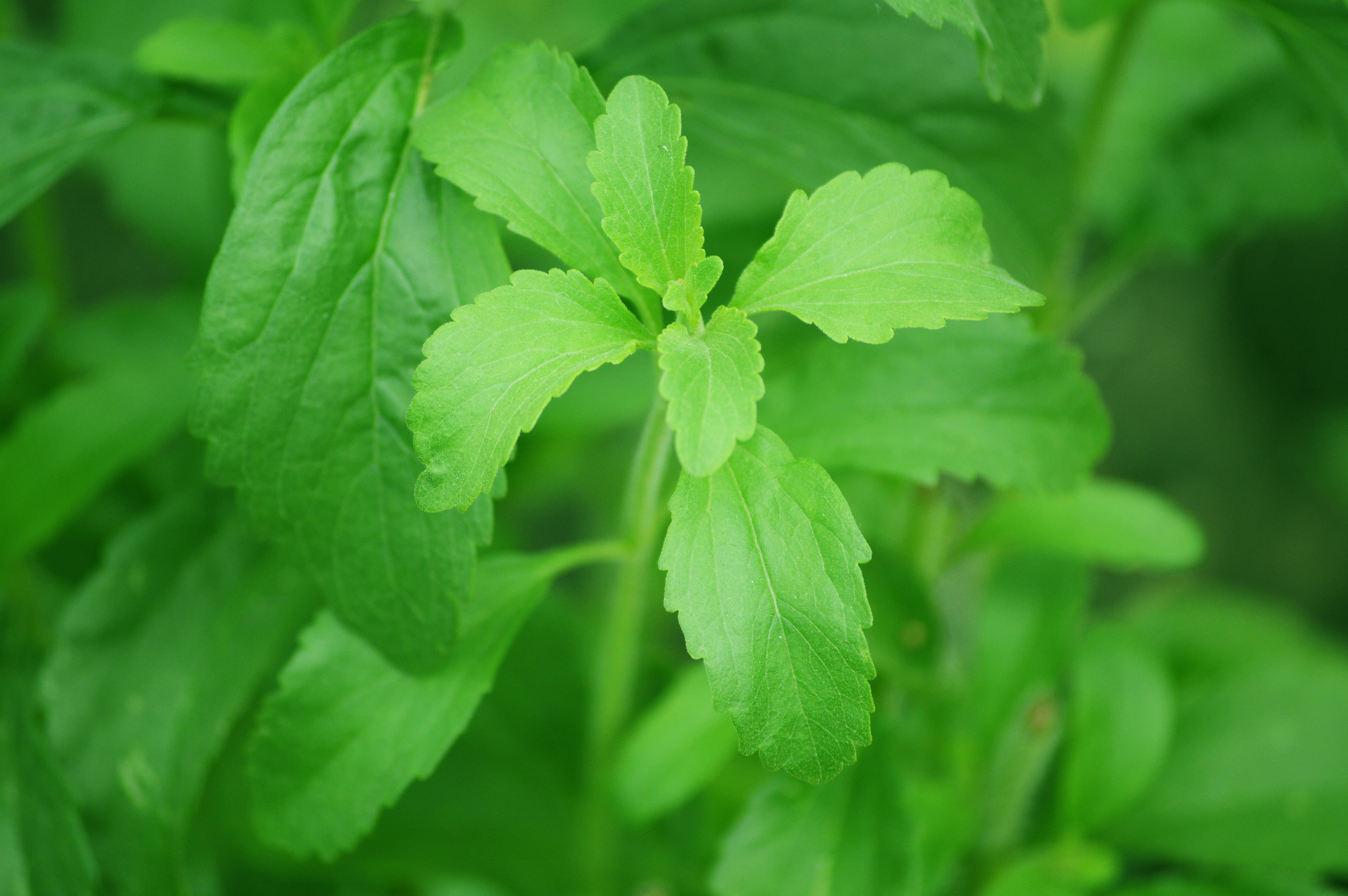 macro shot of green leaf stevia sugar plant sweetness natural 2k 4k 5k