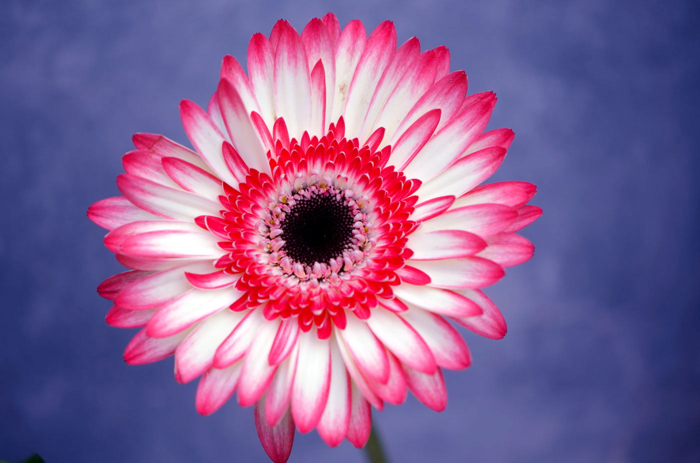 macro shot of pink and white flower contrast colors Gerbera