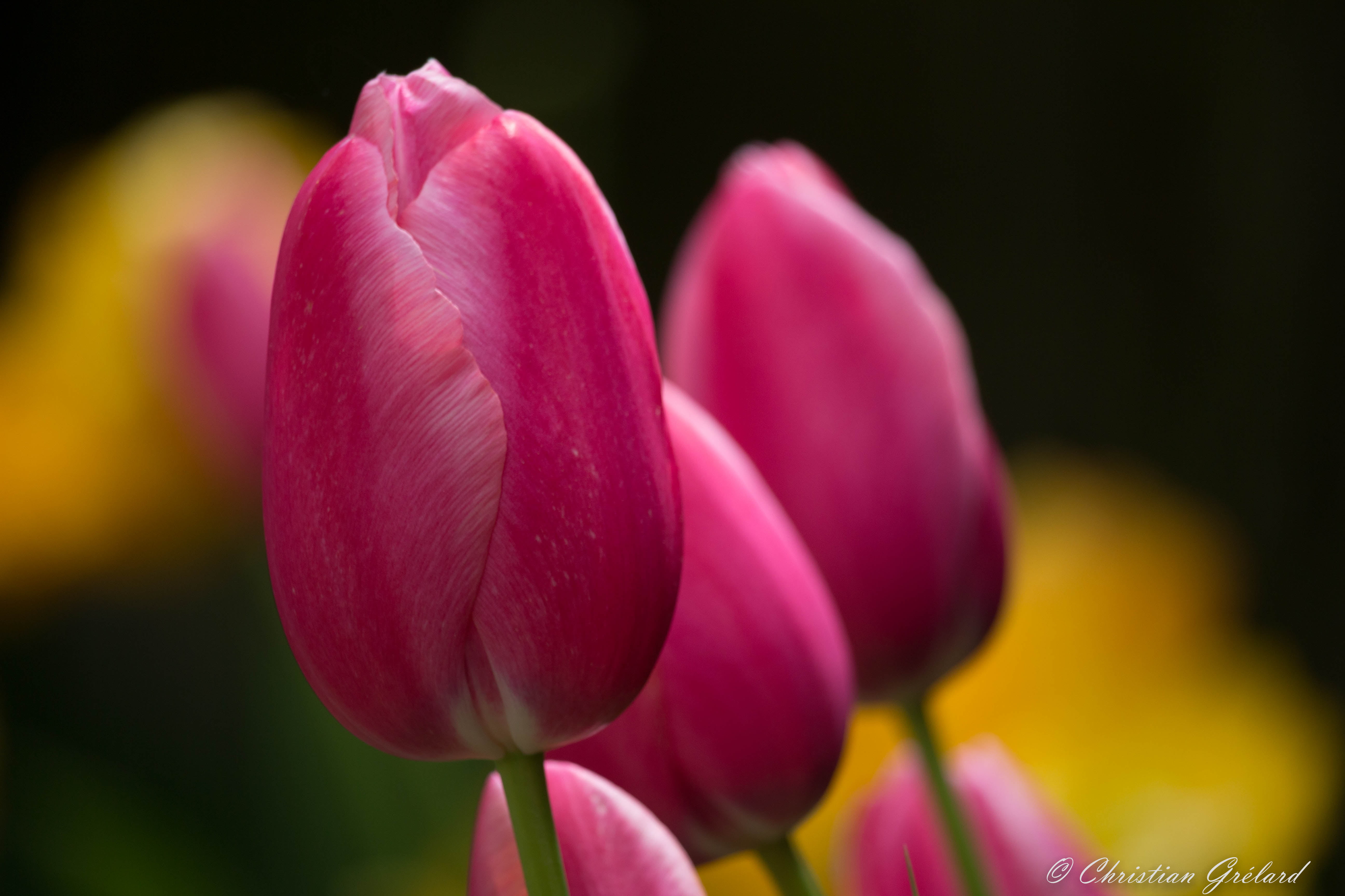 macro shot of pink flowers tulips Vivid Fleur Spring 2k 4k 5k
