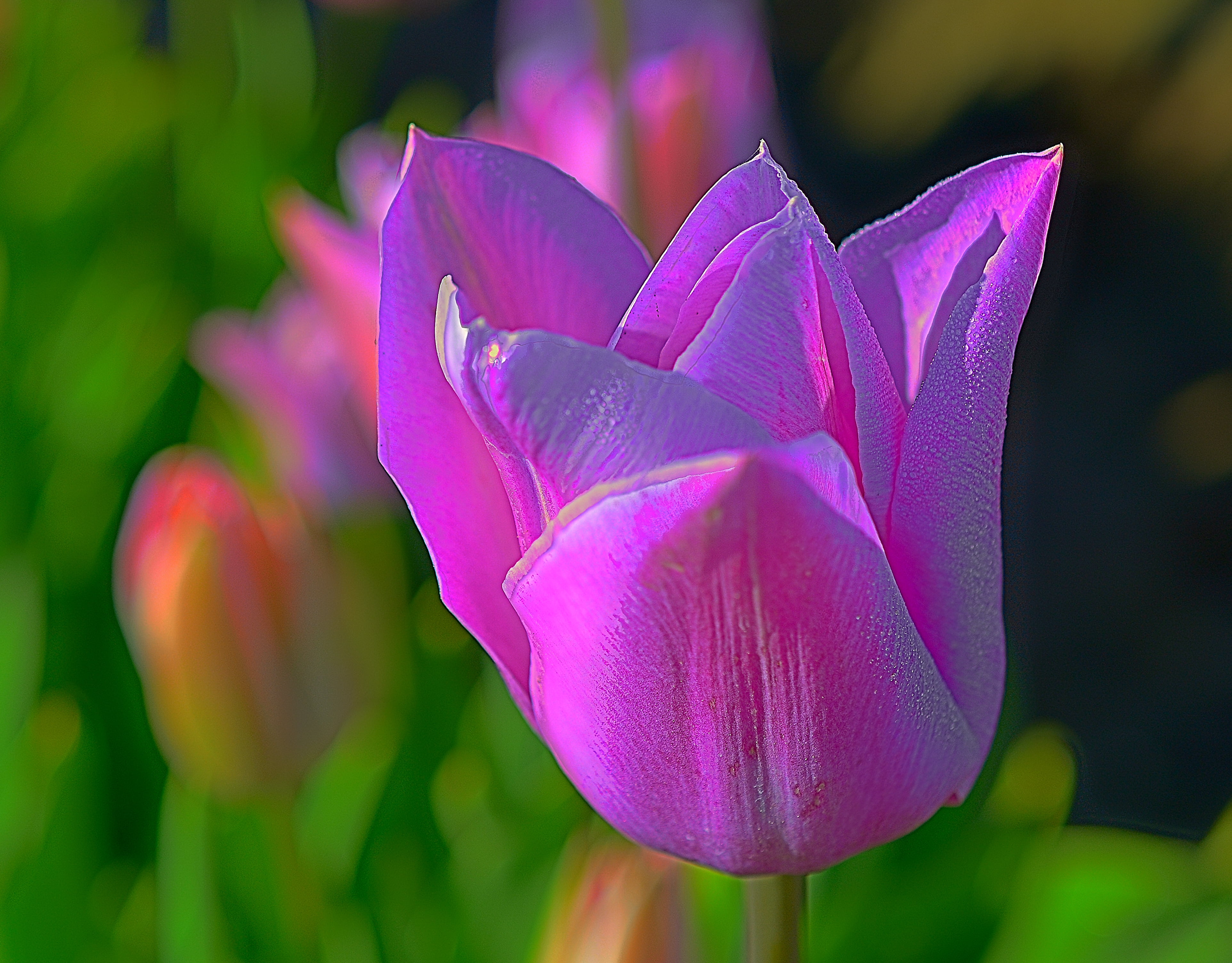 macro shot of pink Tulip flower Prince Purple Woodburn Oregon 2k 4k