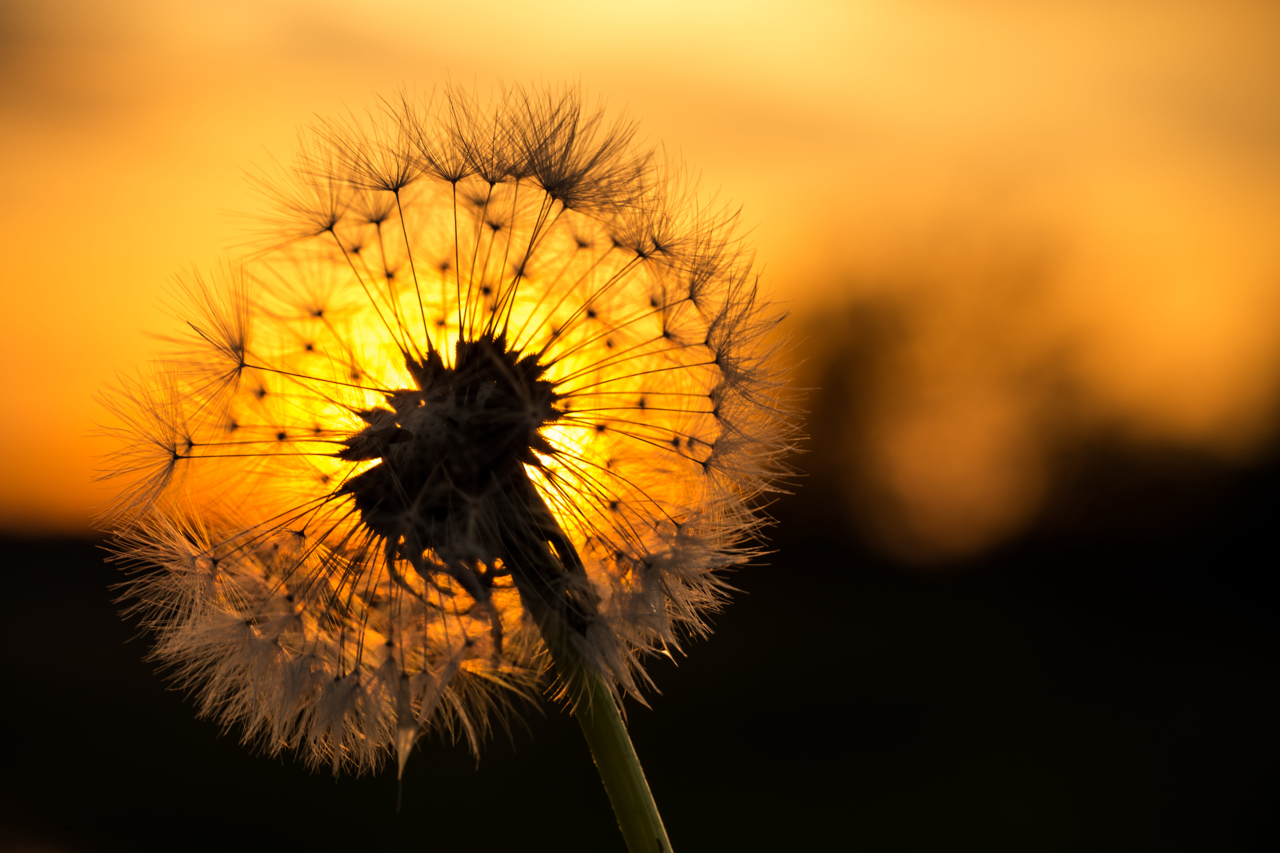 macro shot of white Dandelion flower Ein Canon Harz L wenzahn 2k 4k 5k