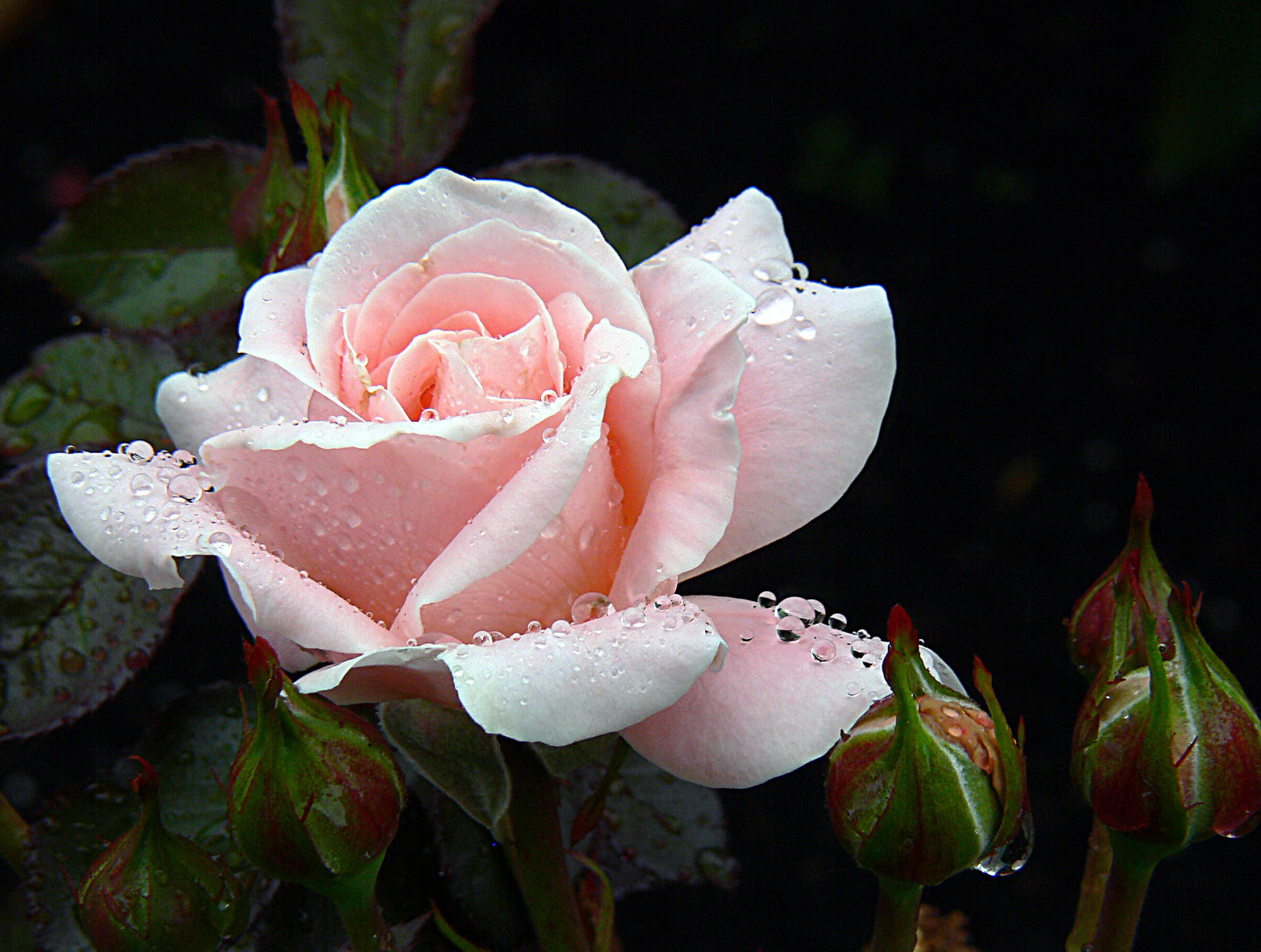 macro shot of white flower Roses Pink Rose Flowers 2k