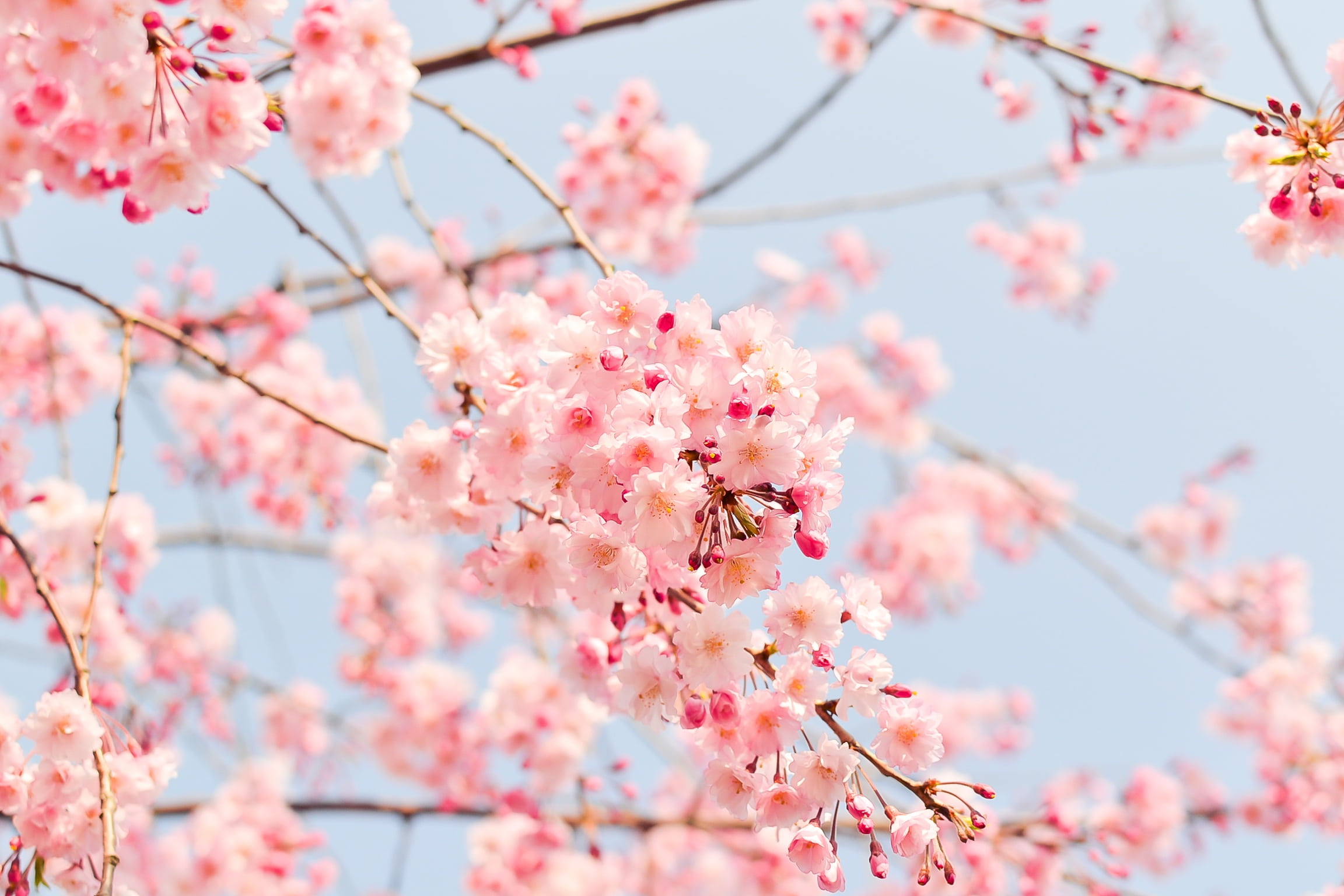 macro shot photography of cherry blossoms natural plant flowers 2k