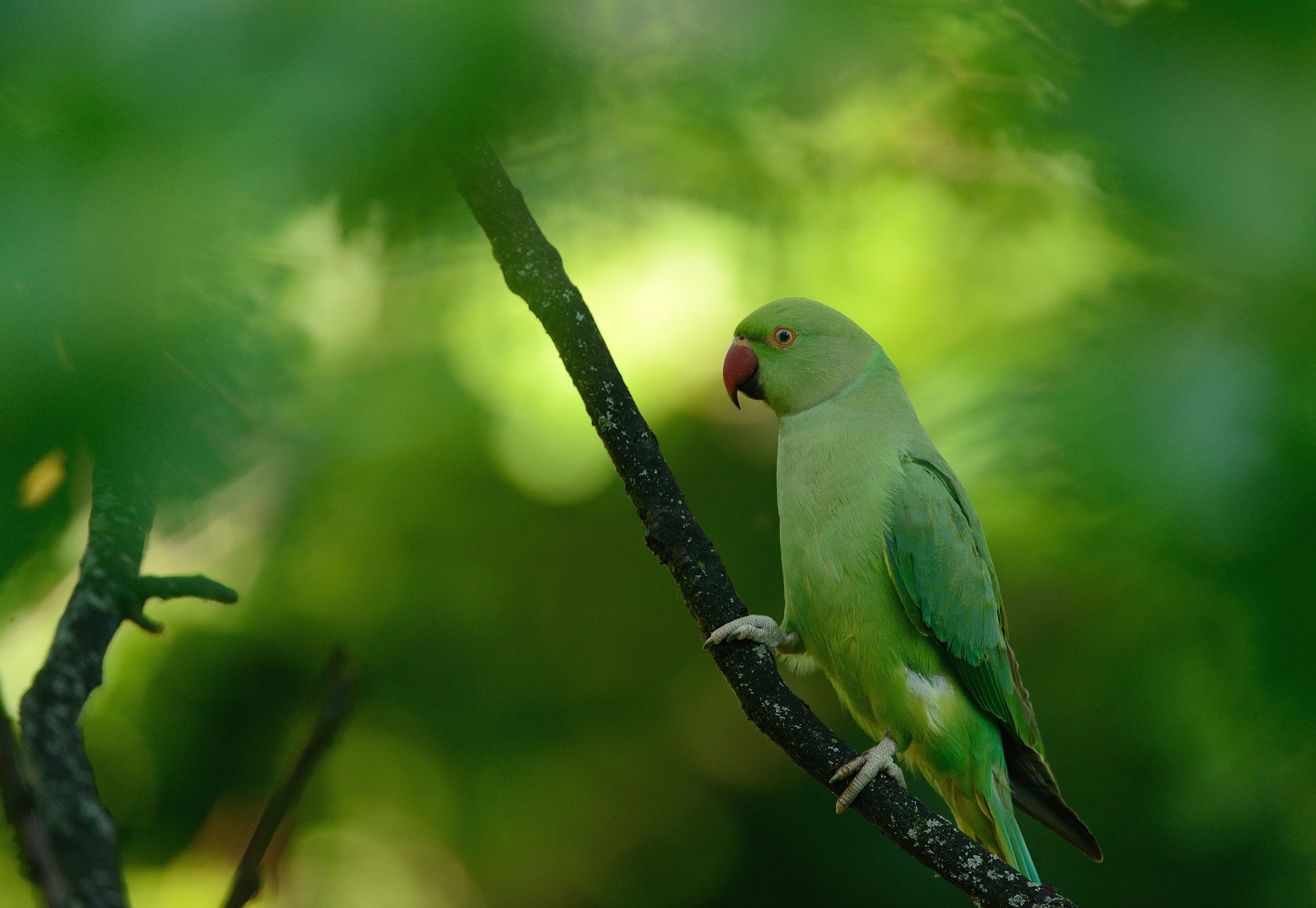 macro animals parrot birds parakeets ringneck green depth of field 2k