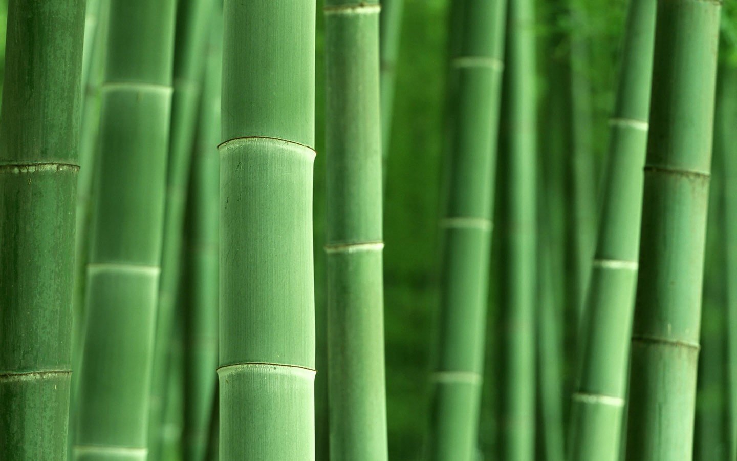 macro bamboo plants nature green