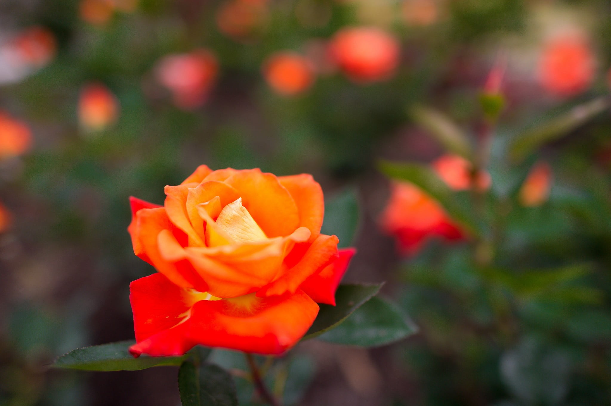 macro plants flowers flowering plant petal beauty in nature 2k