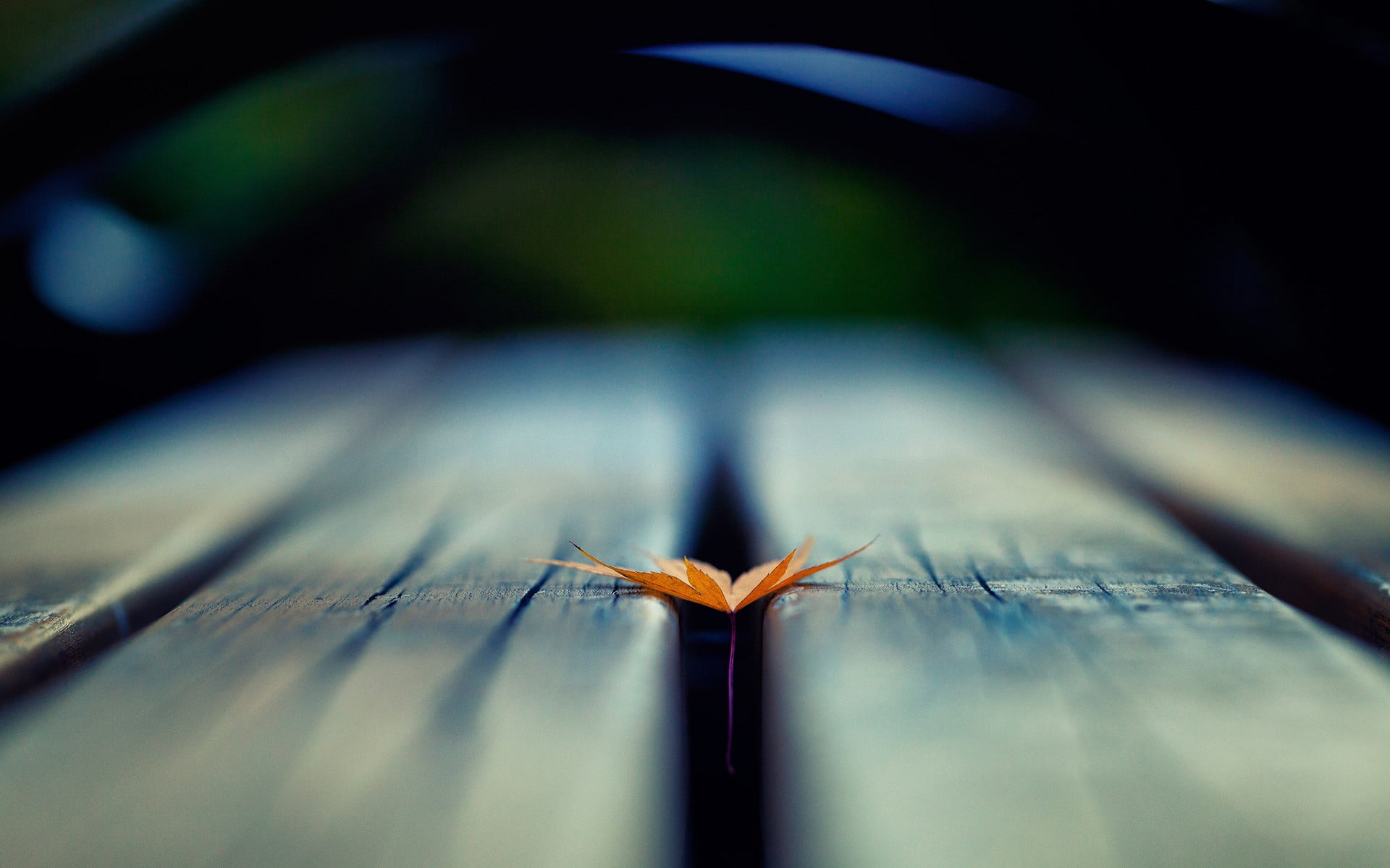 maple leaf depth of field leaves wooden surface macro blurred 2k