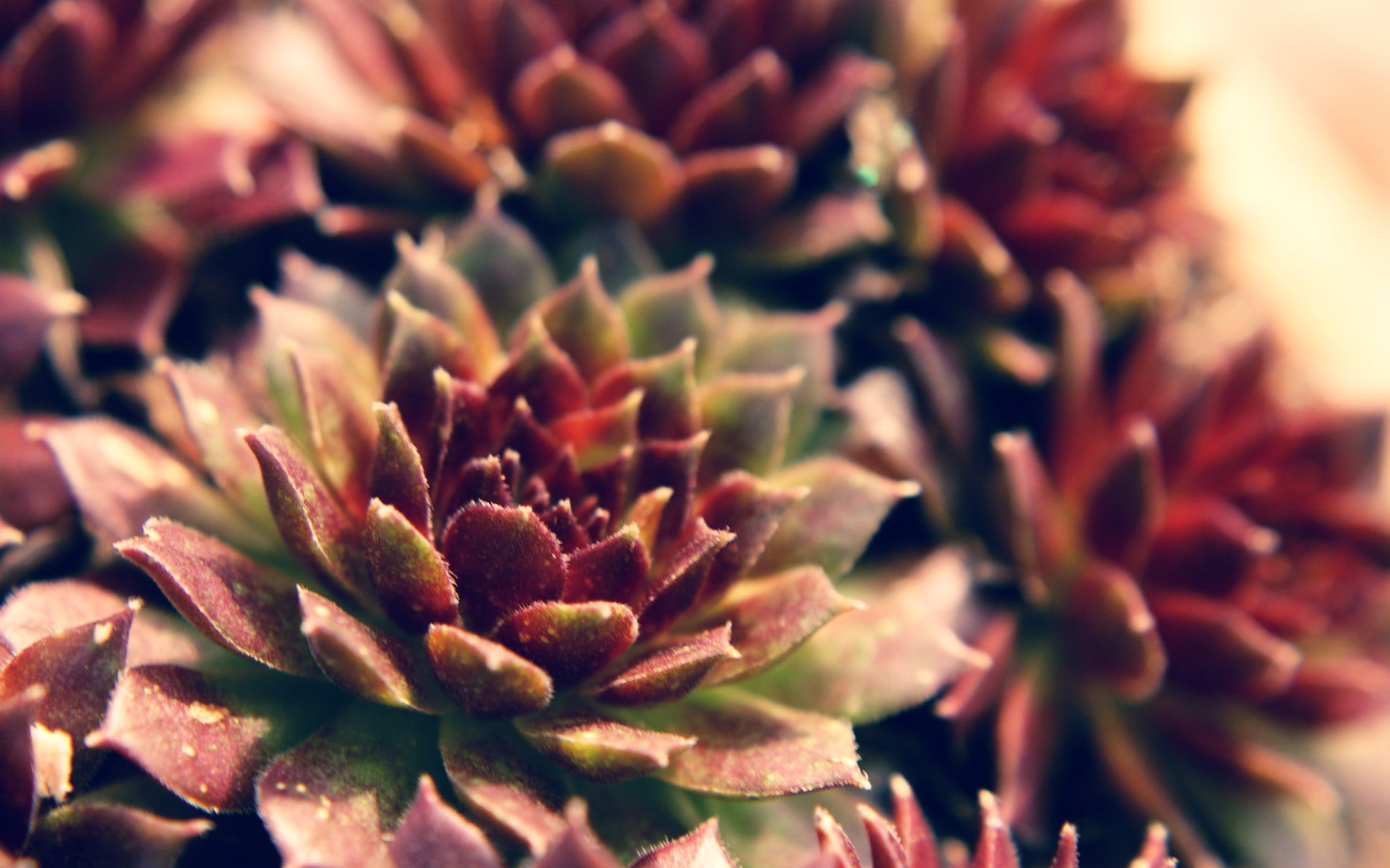 maroon and green succulent plant nature macro plants Echeveria 2k