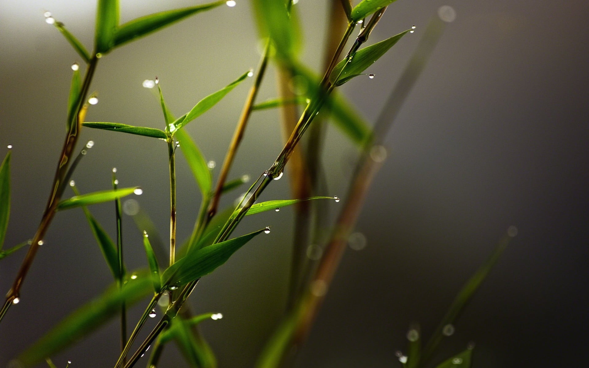 microphotography of green grass and water dew leafed plant 2 2k