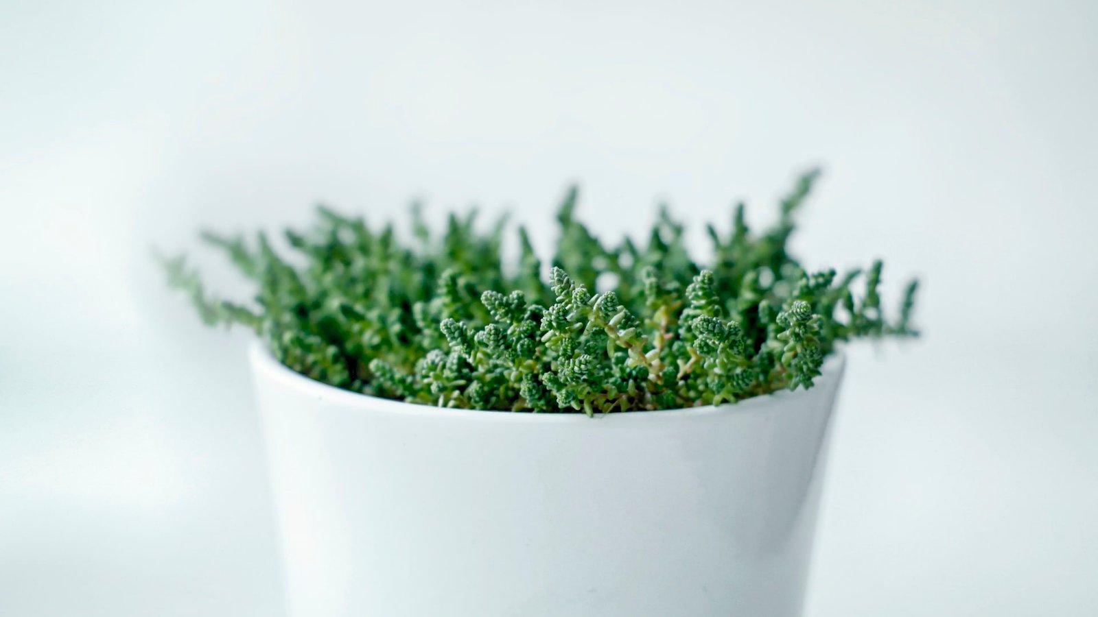 minimalism photography plants white macro bright material minimal 2k