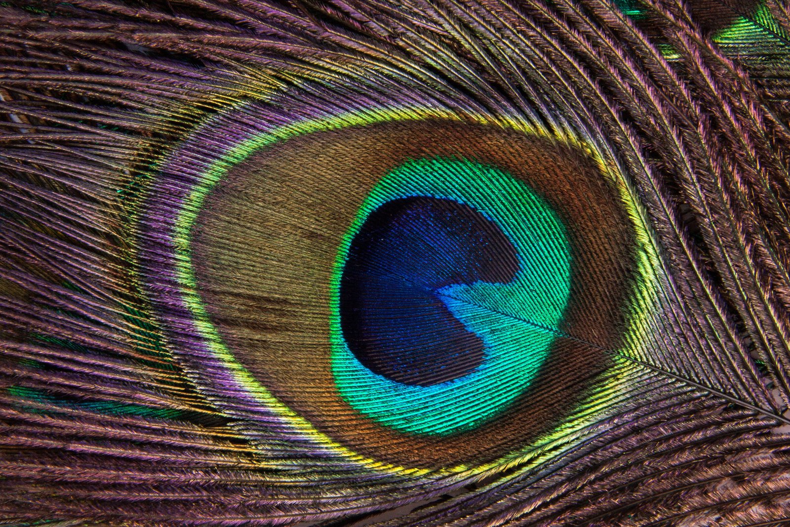 multicolored peacock feather structure fund pavo cristatus 2k 4k 5k