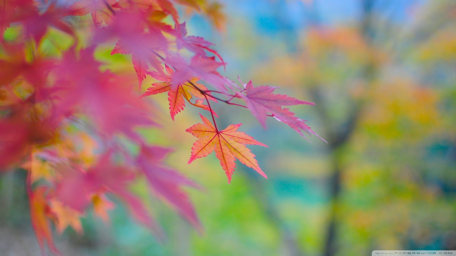 pink and brown maple leaf selective focus photography of leafs 2k