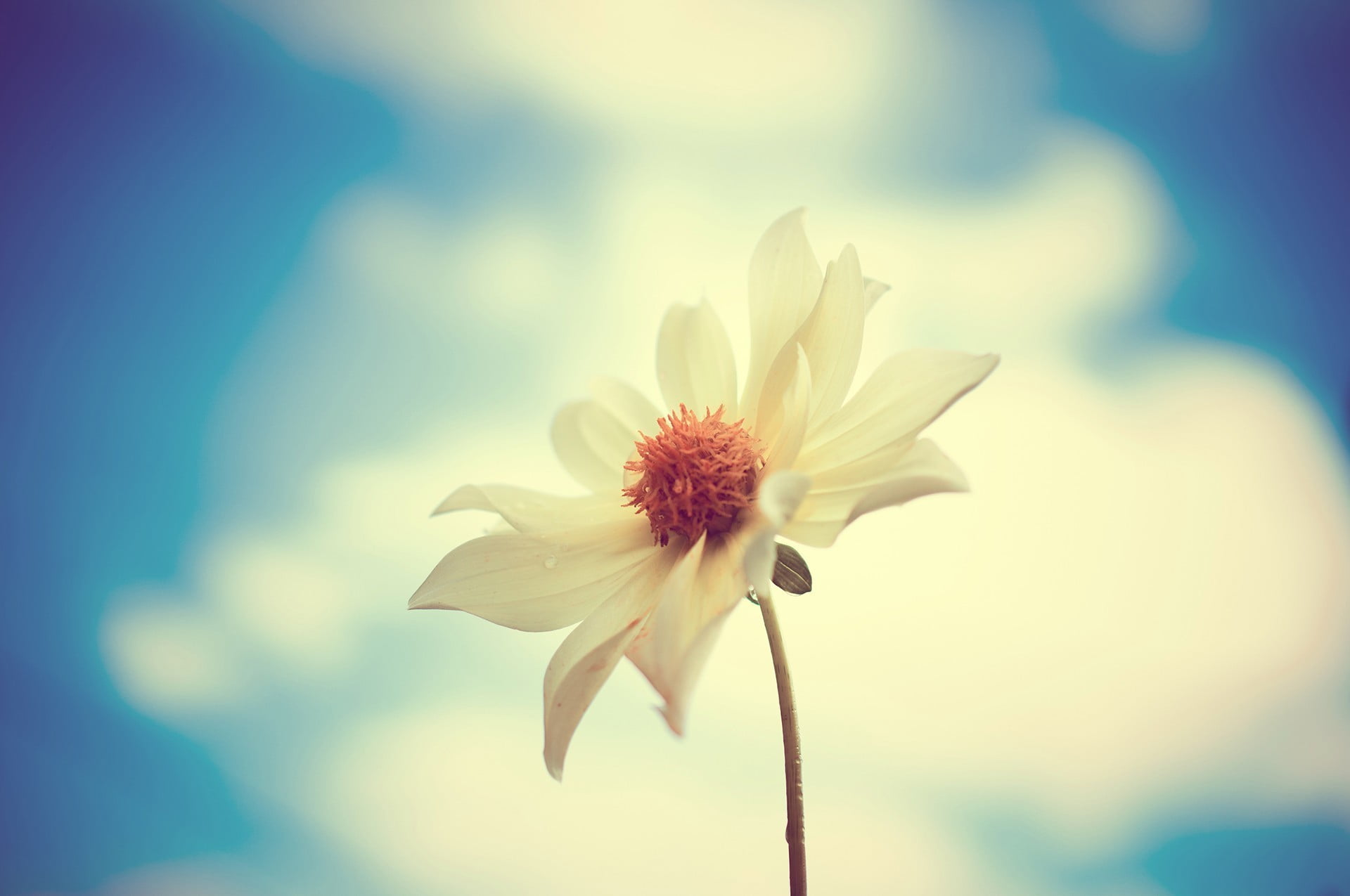 pink and white flower decor macro flowers petals 2k