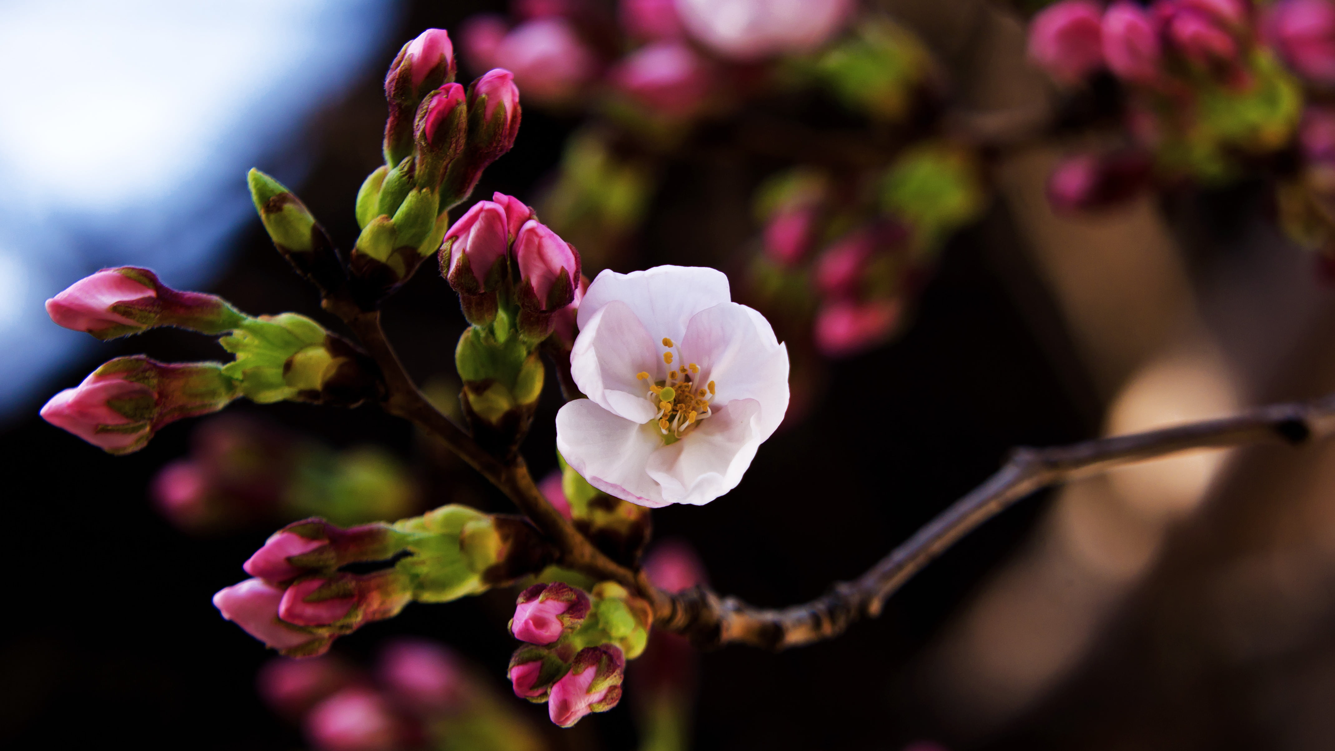 pink Cherry Blossoms in bloom at daytime Somei Yoshino Plant 2k 4k