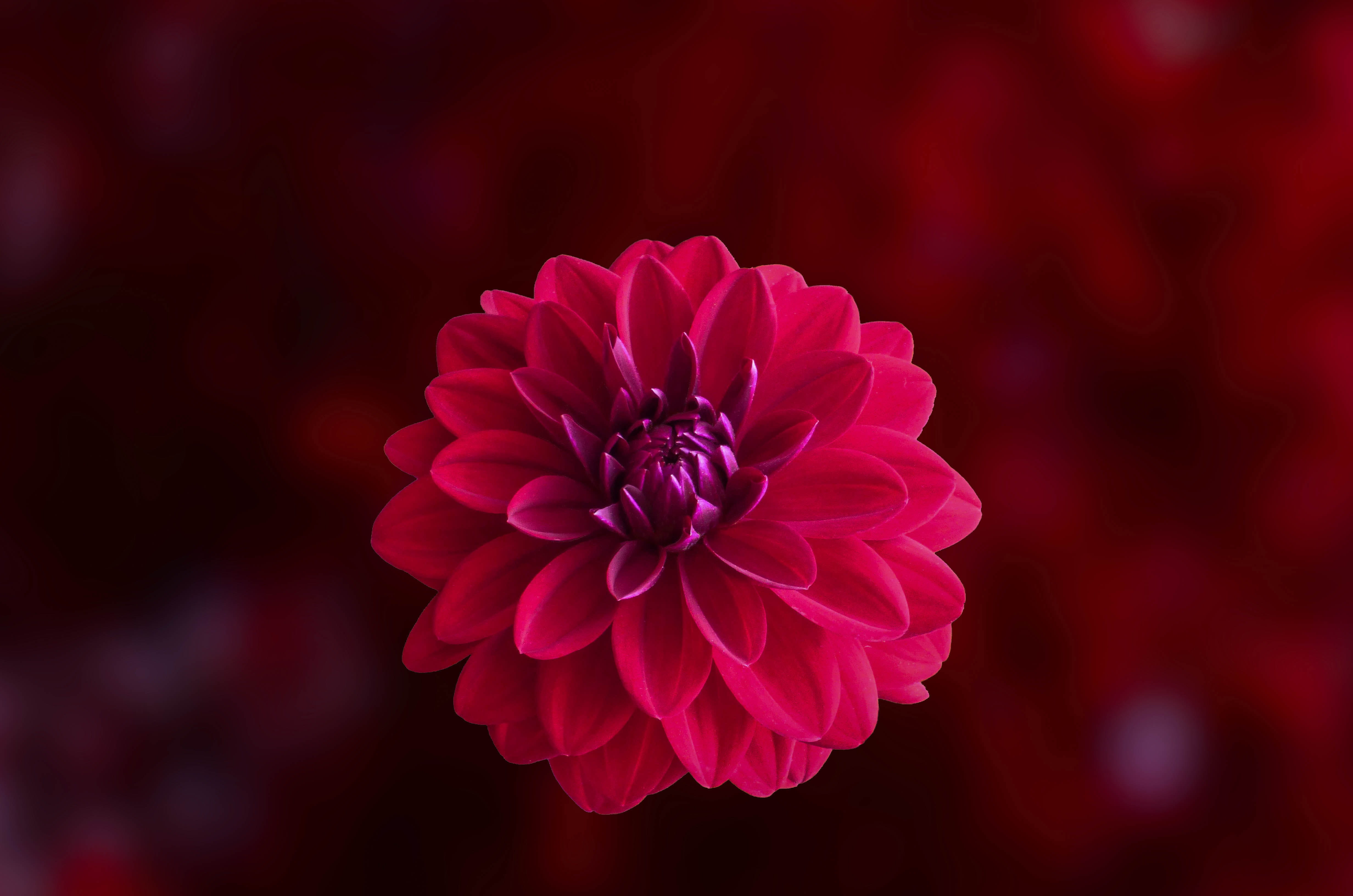 Pink Dahlia Flower in Bloom Close up Photo blossom flora flower wallpaper 2k 4k 5k
