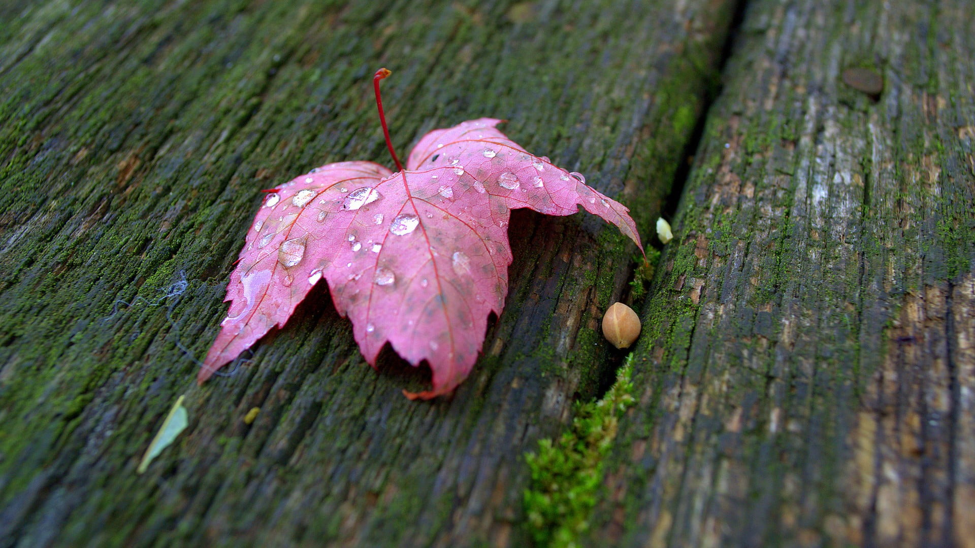 pink leaf macro leaves water drops autumn nature 2k