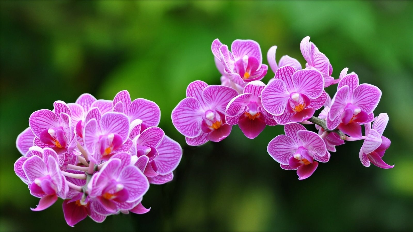 pink orchid flowers macro orchids exotic nature plant Color 2k