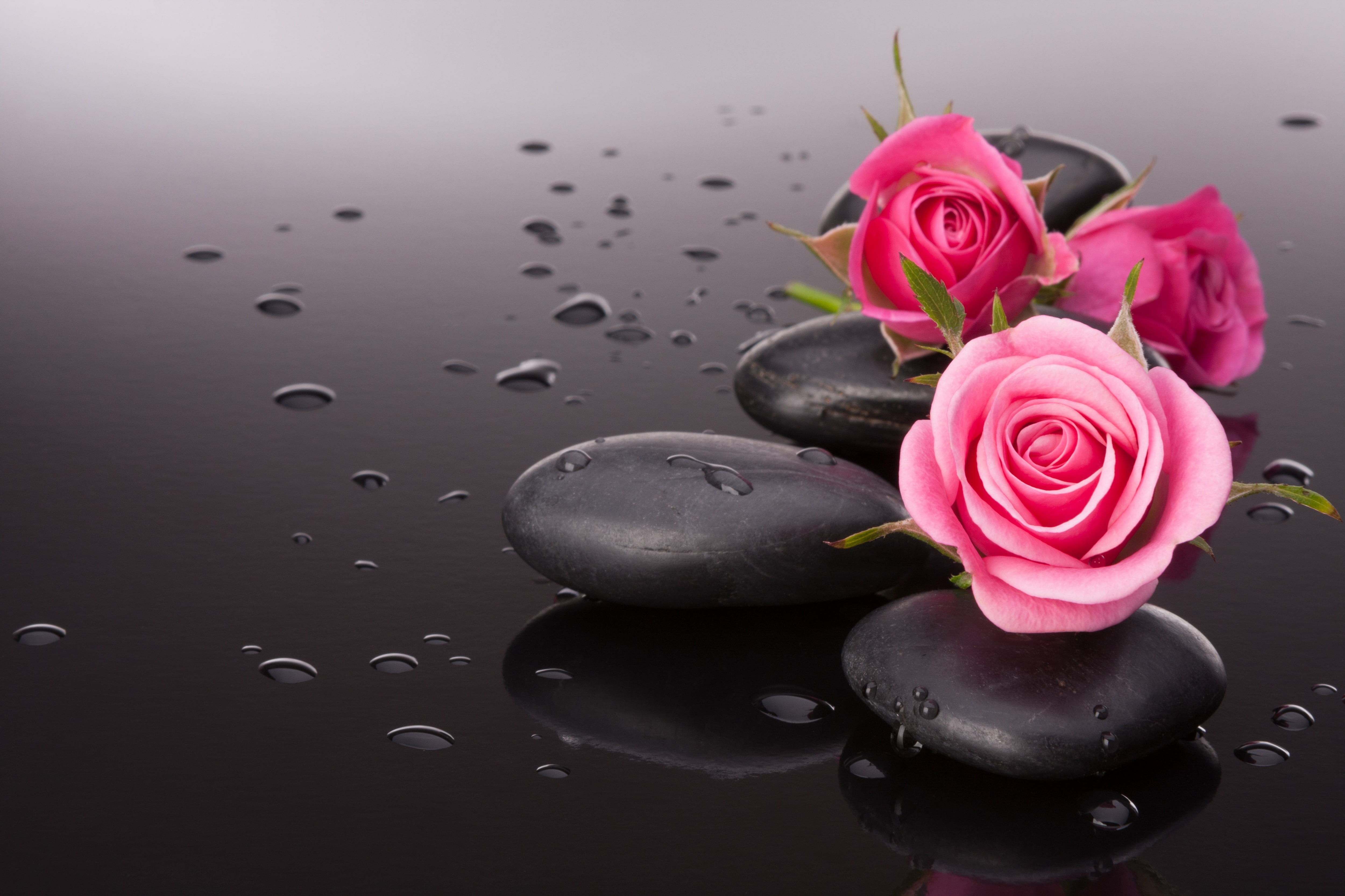 pink rose flowers stone nature drop freshness backgrounds 2k 4k 5k
