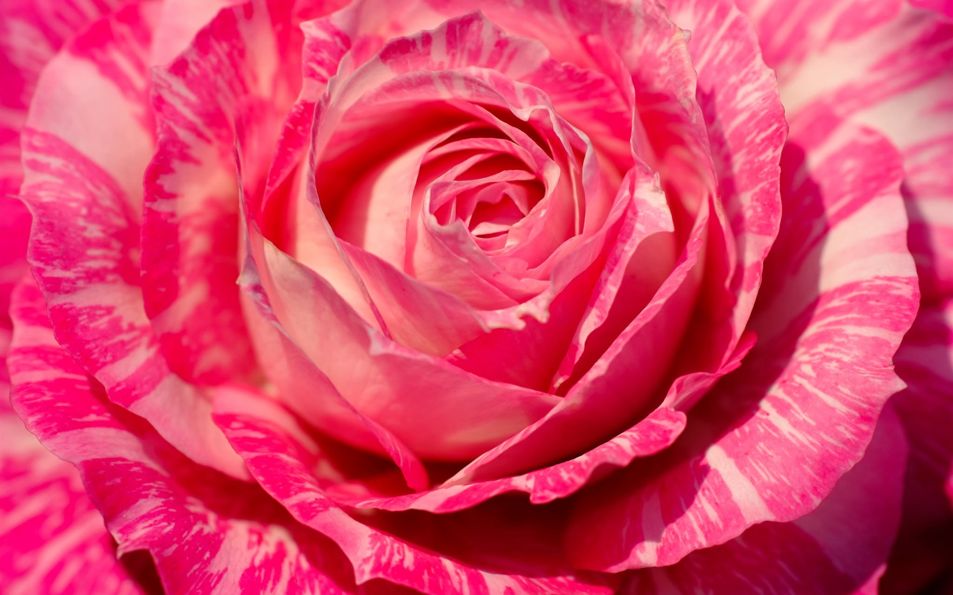 Pink rose macro photography petals flower close up 2k