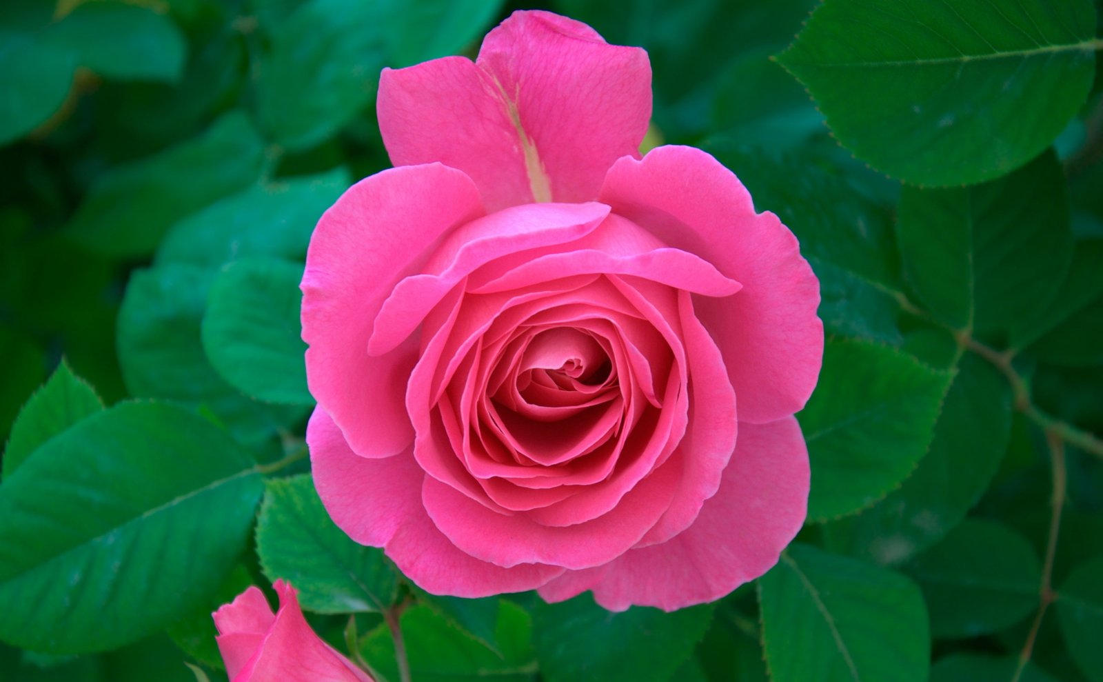 Pink Rose pink rose flower Nature Flowers Beautiful Green 2k 4k