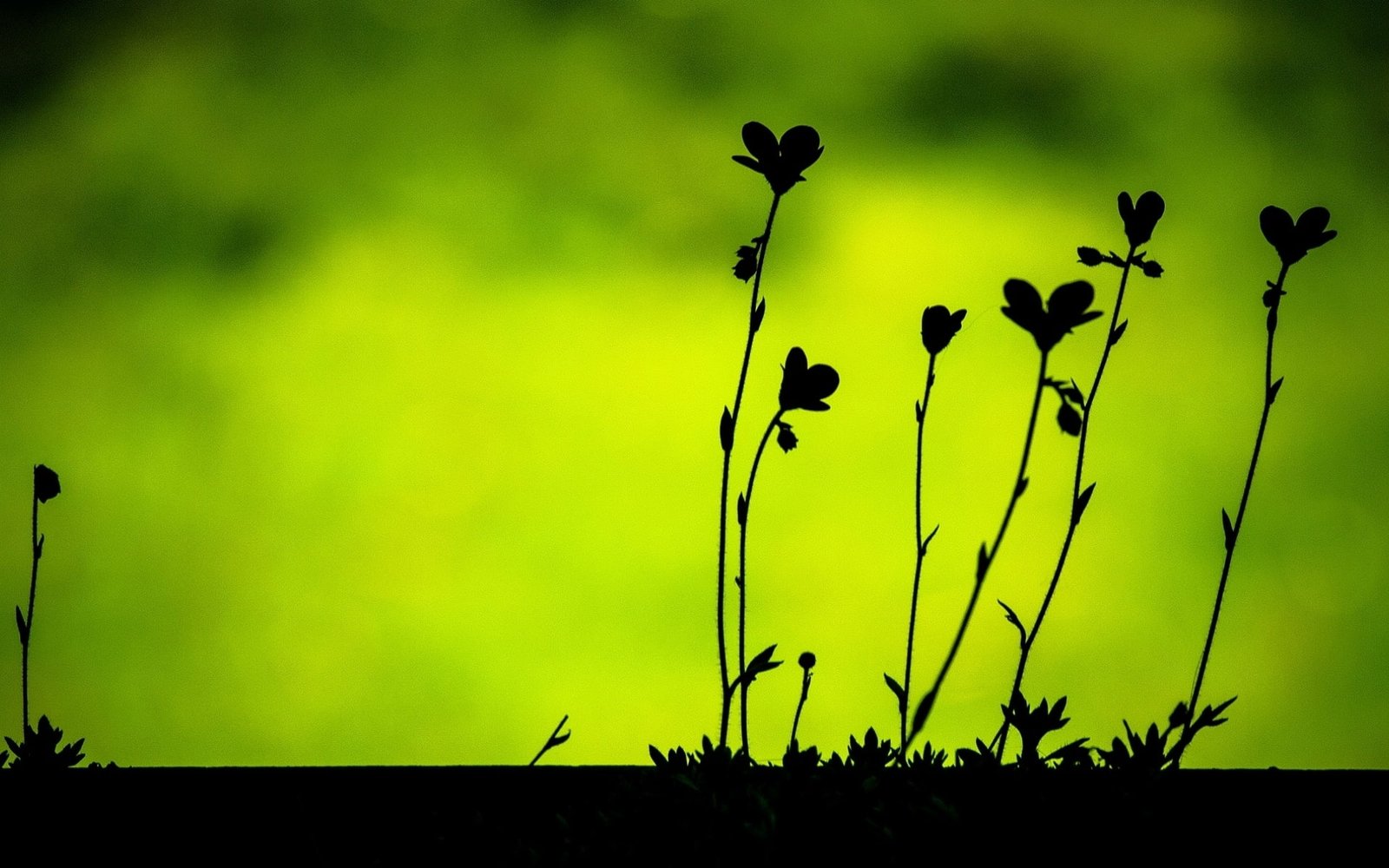 Plants leaves macro black silhouettes green background 2k
