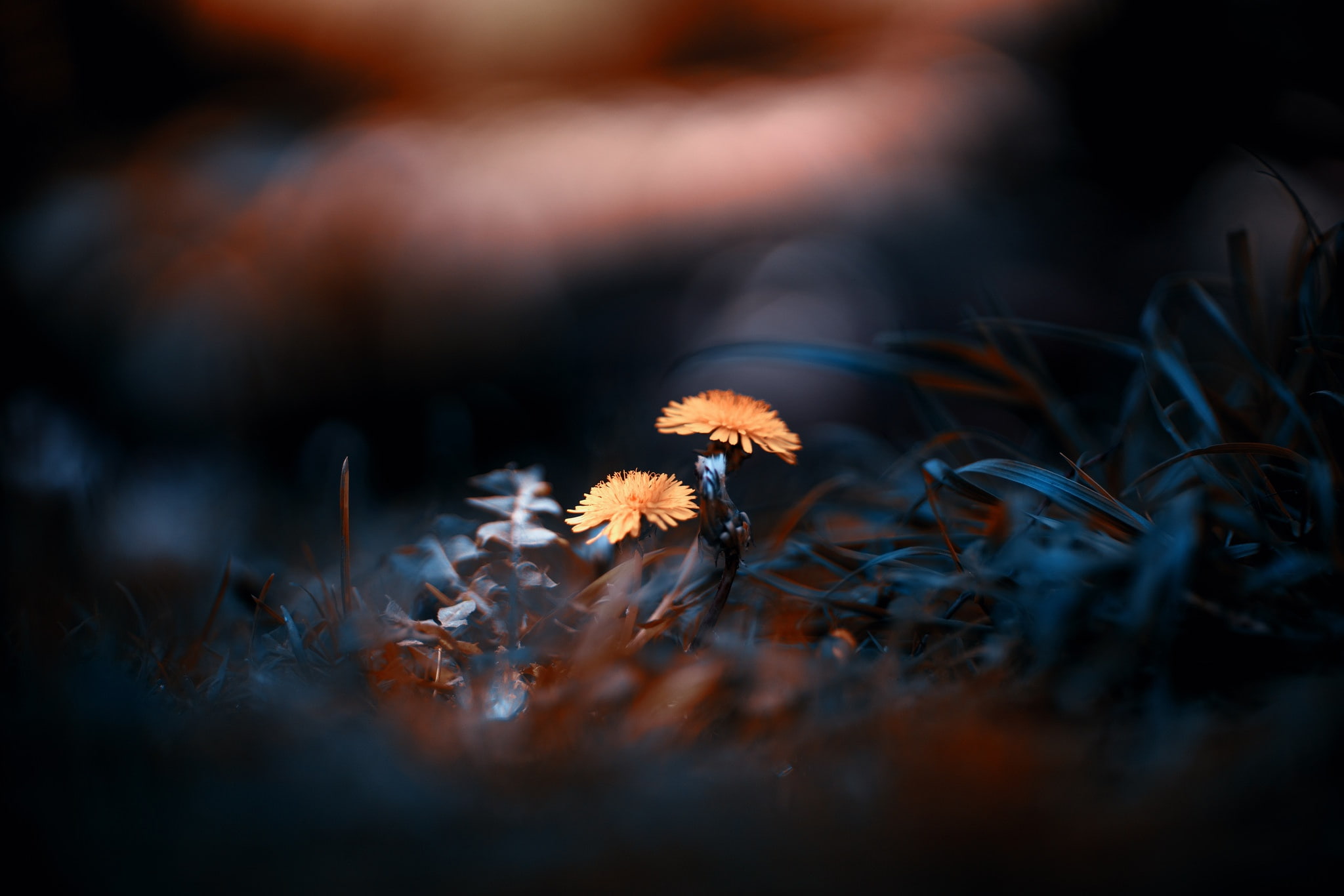 plants macro dandelion 2k