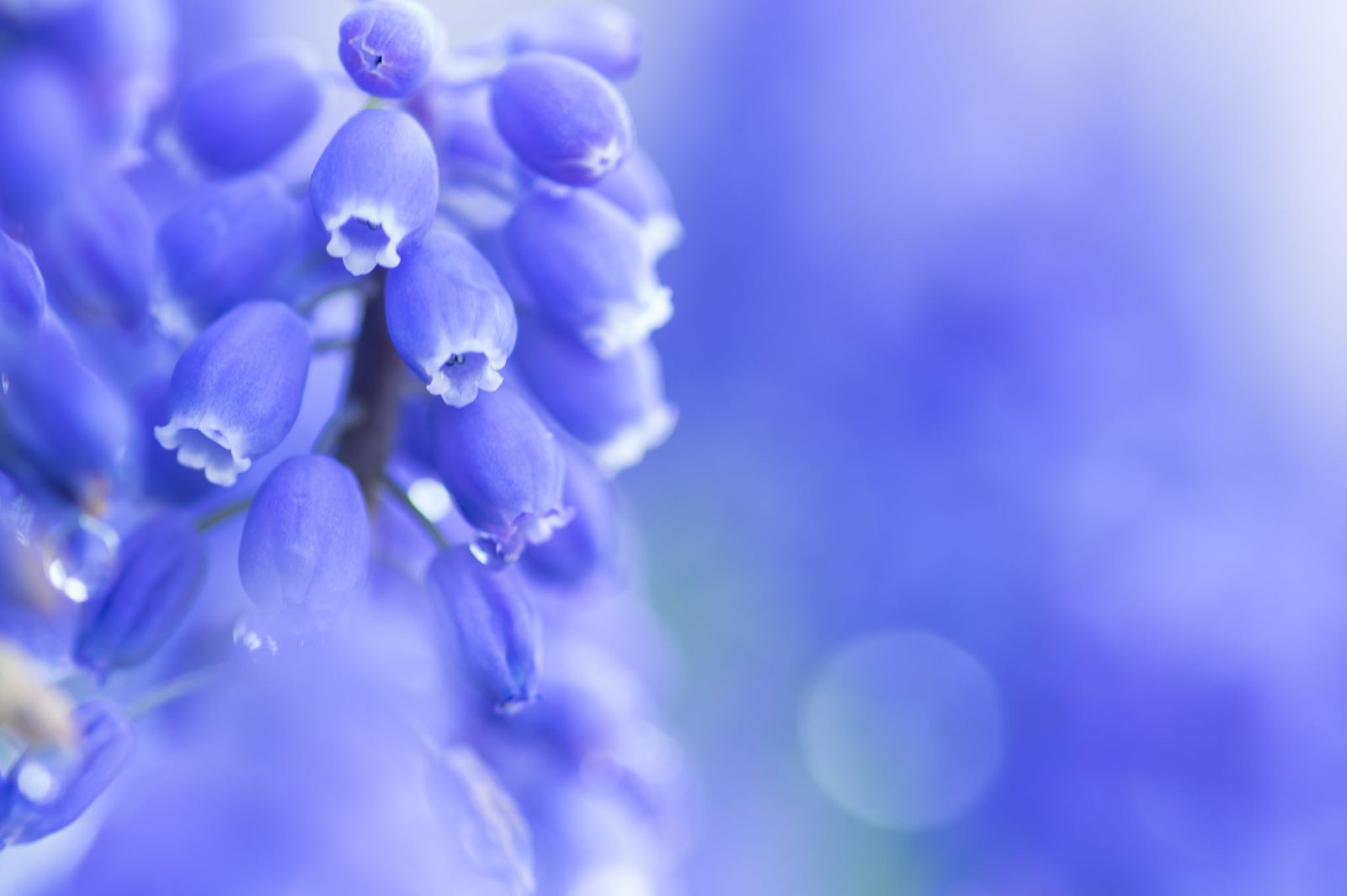 purple and white flower decor flowers nature macro colorful 2k