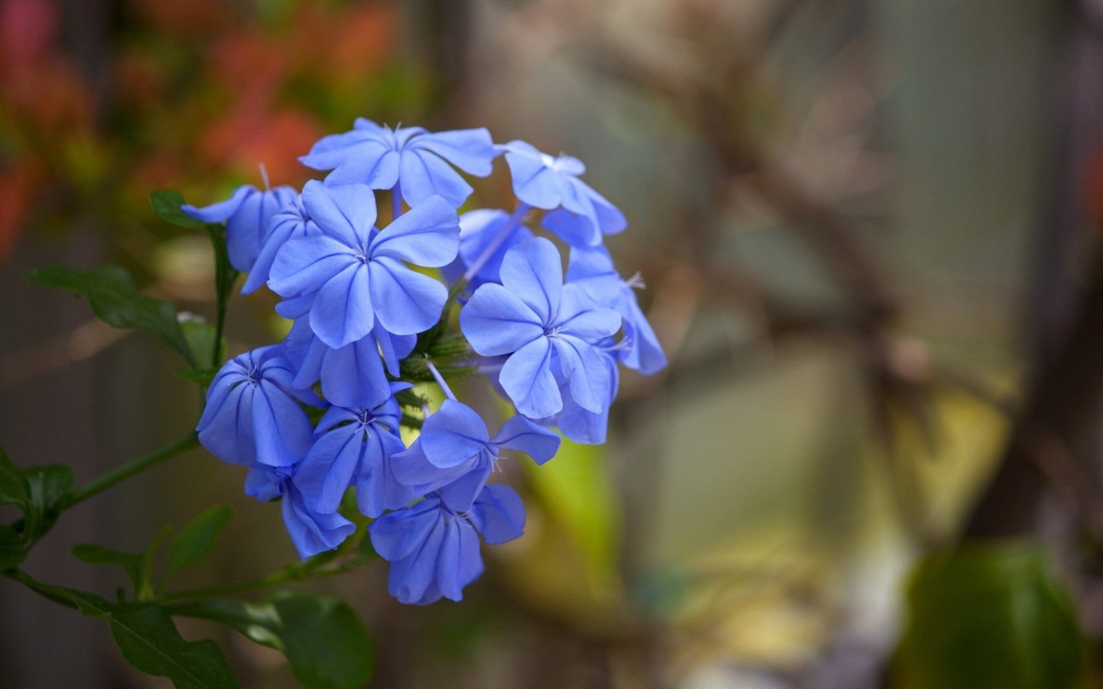 purple and white petaled flower flowers nature blue 2k