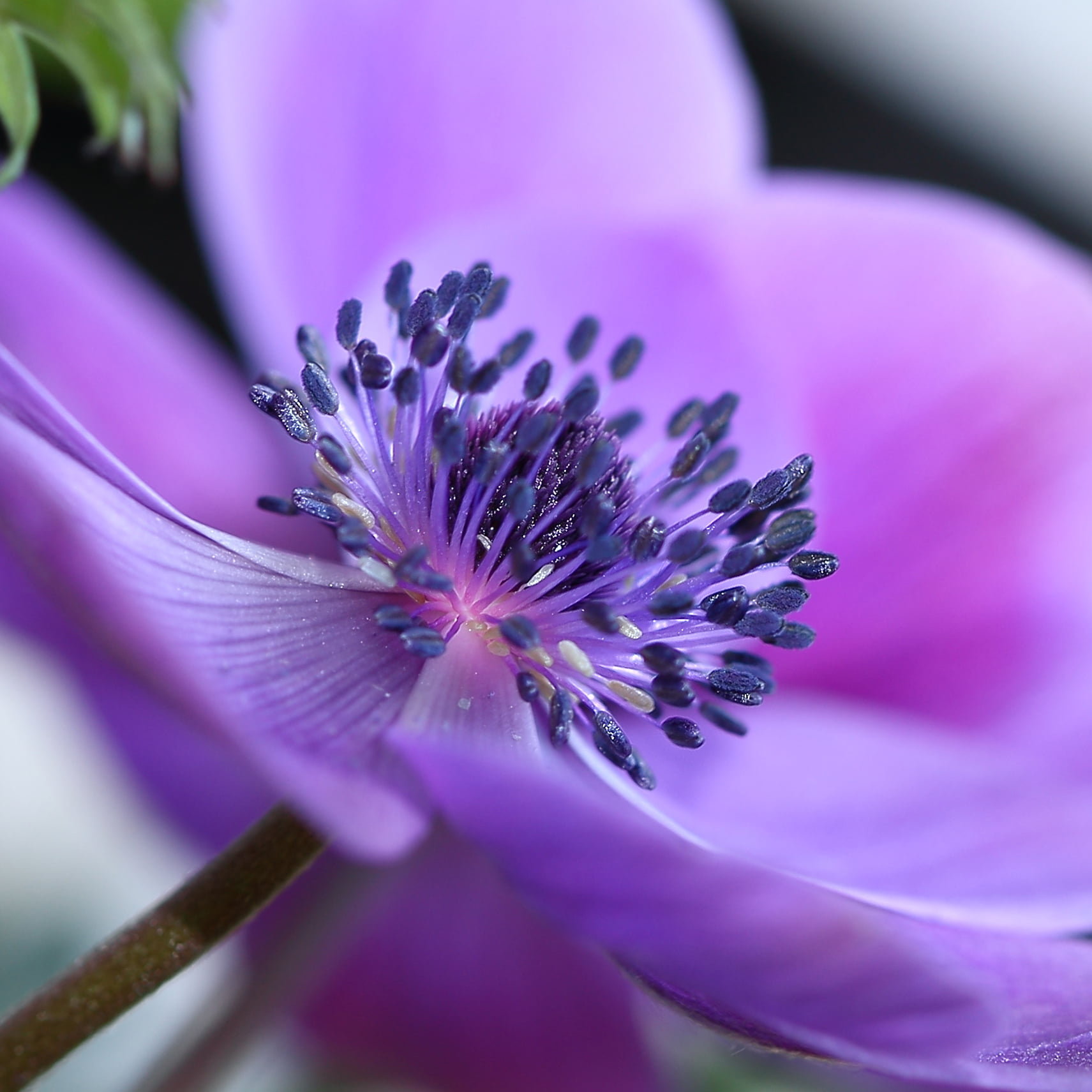 purple flower macro shot photography An mone fleur pistil 2k