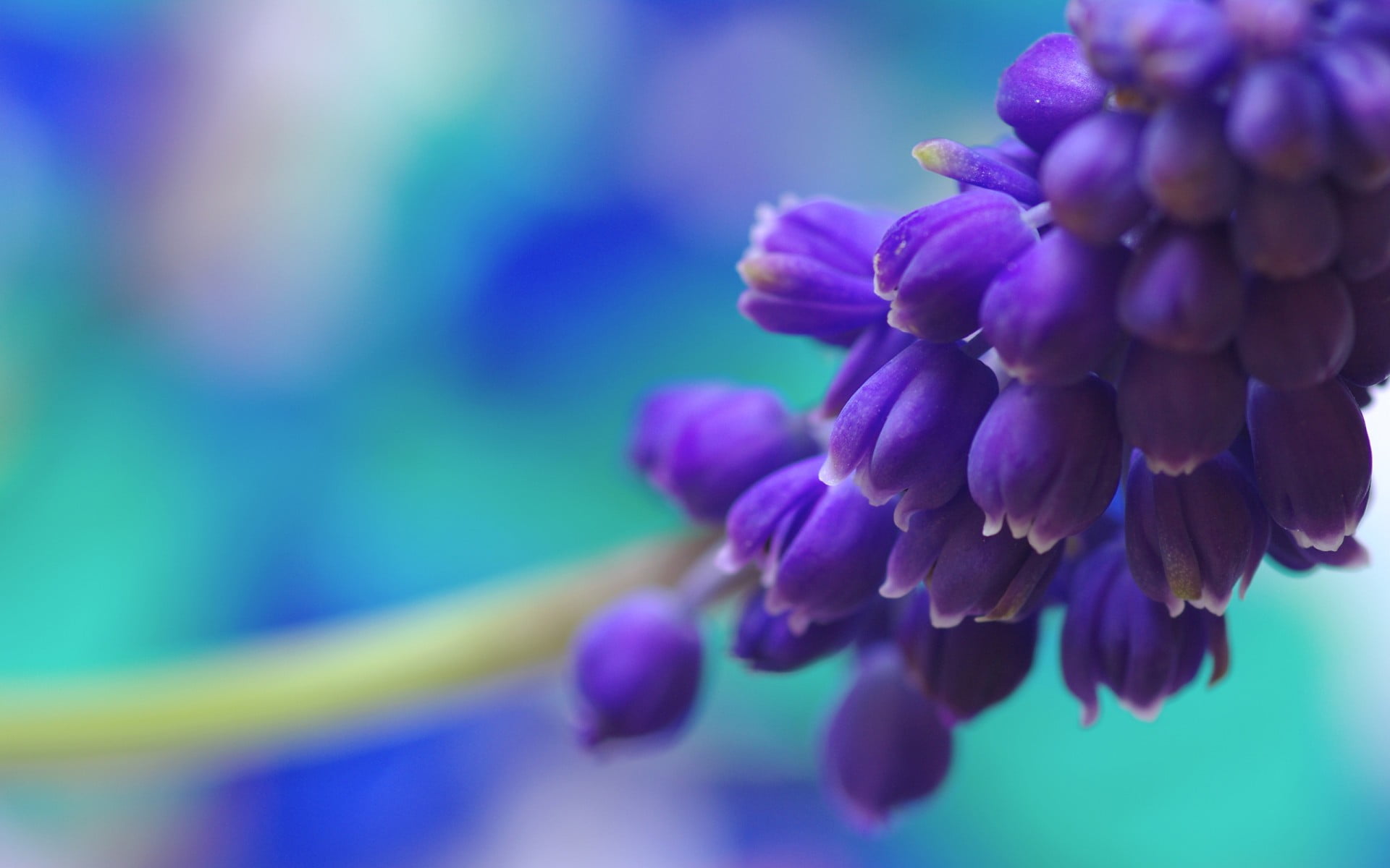 purple flowers nature muscari macro plant close up freshness 2k