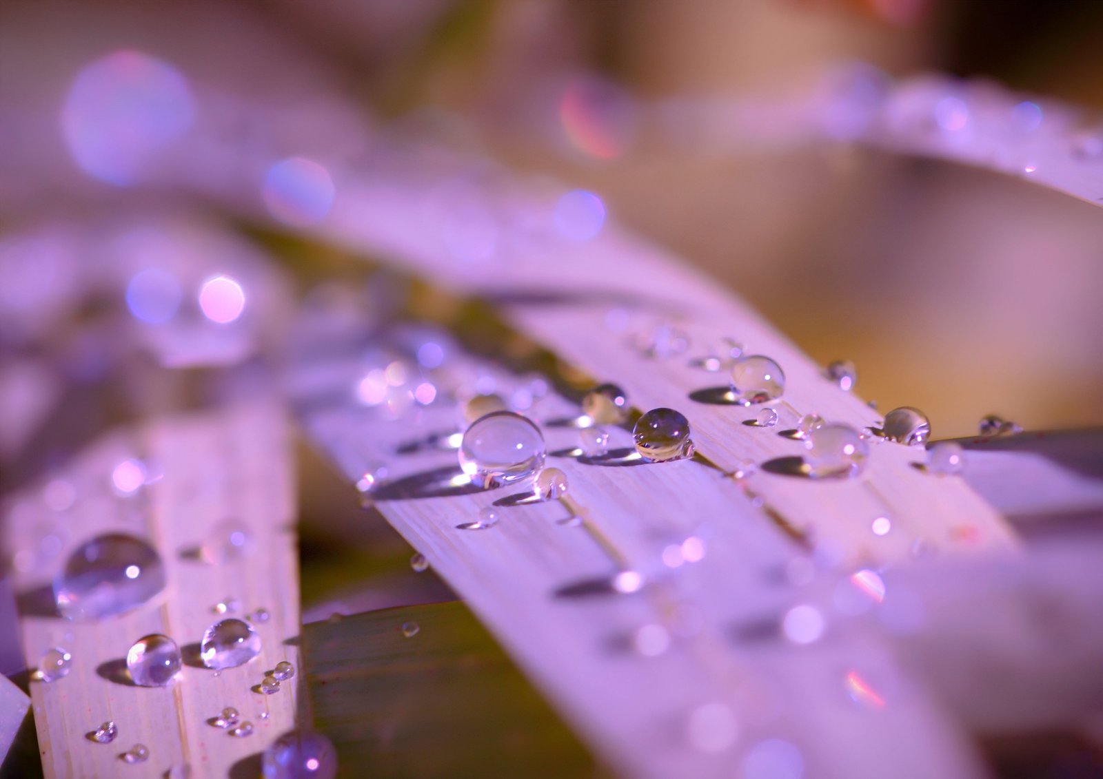 purple leaf with water drops liquid abstract backgrounds nature 2k 4k