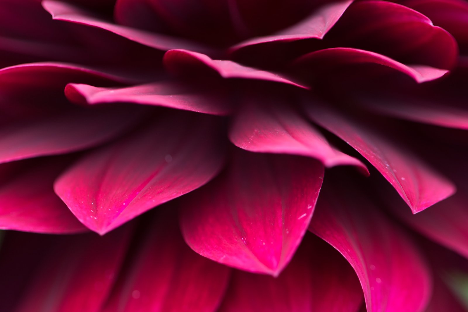 purple petaled flower in close up photography macro makro red 2k 4k 5k