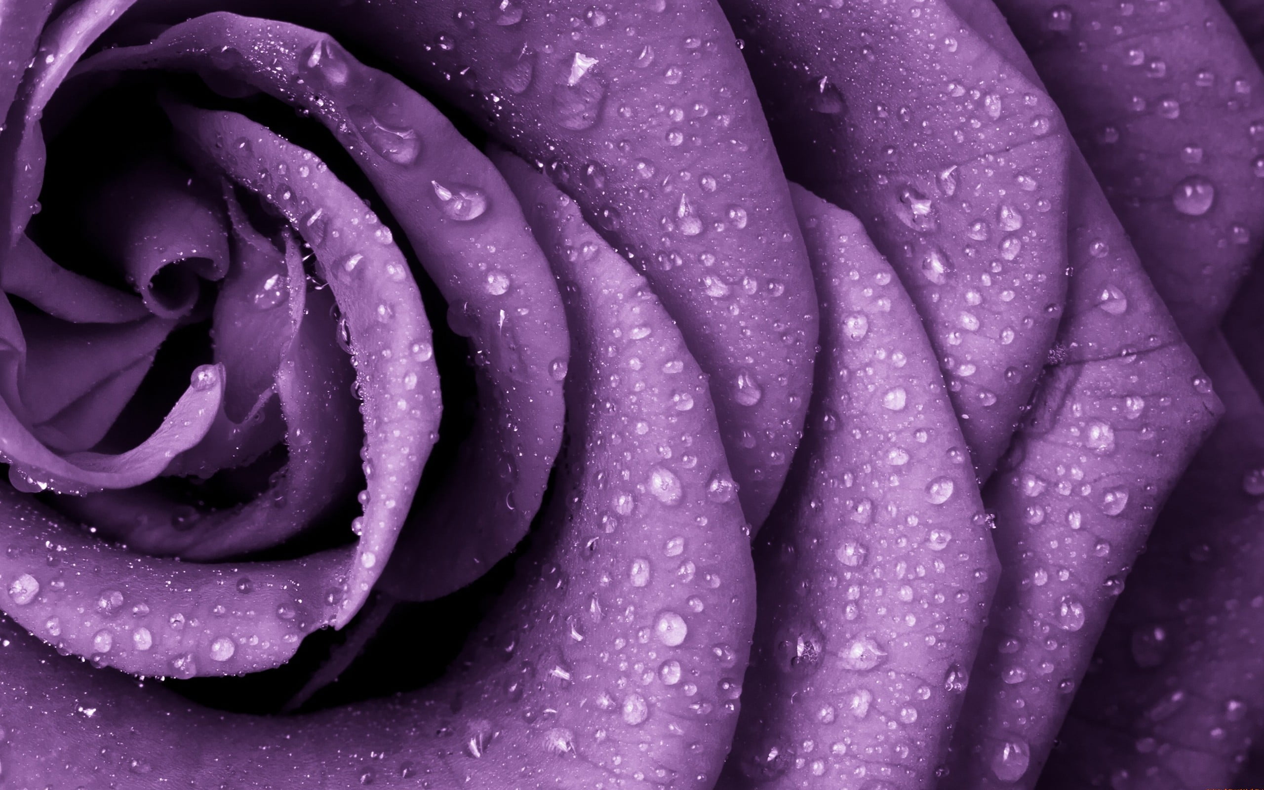 purple petaled flower rose nature closeup rain flowers water drops 2k