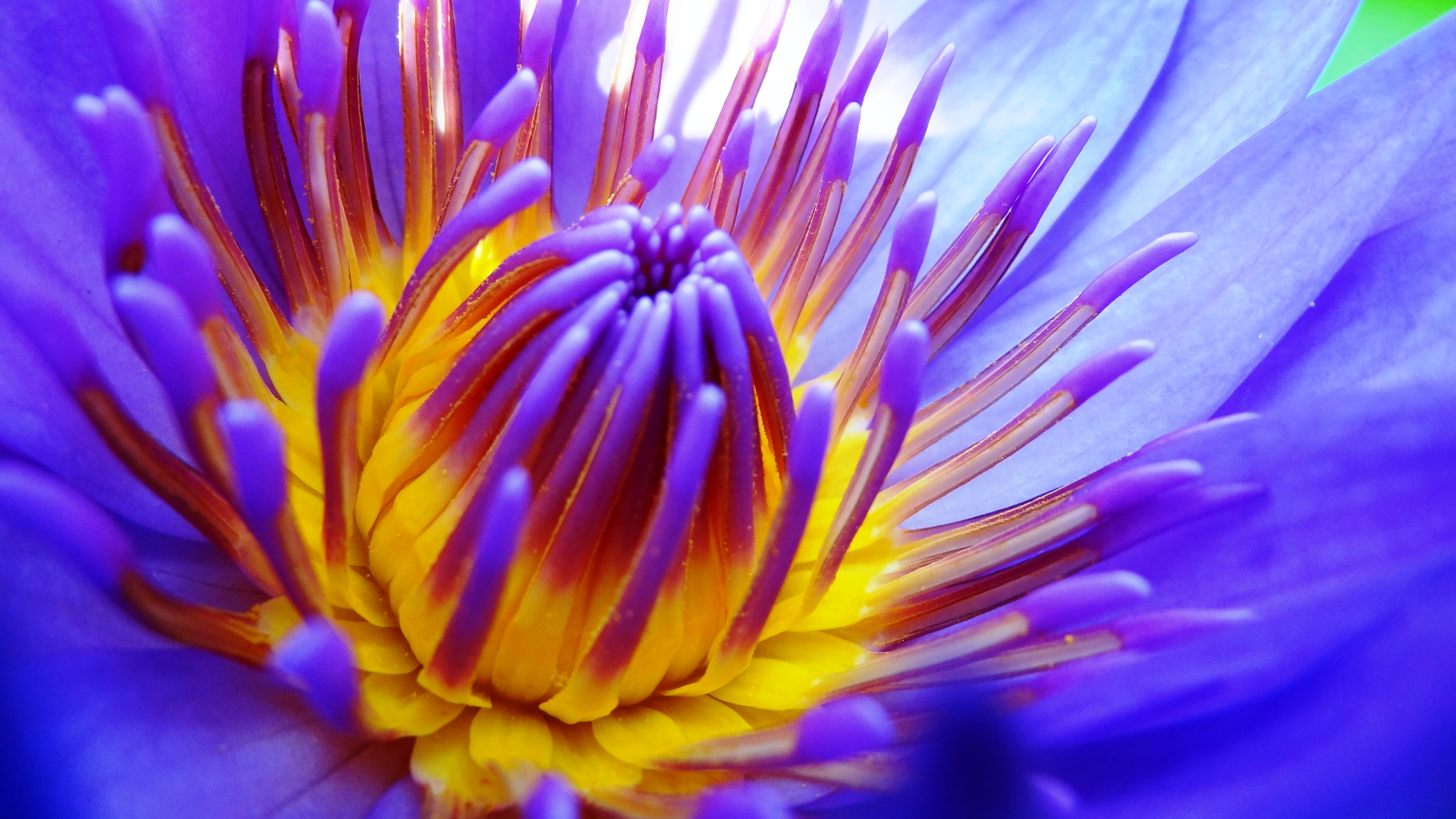 purple Waterlily flower in bloom macro photo lotus water lily 2k 4k 5k