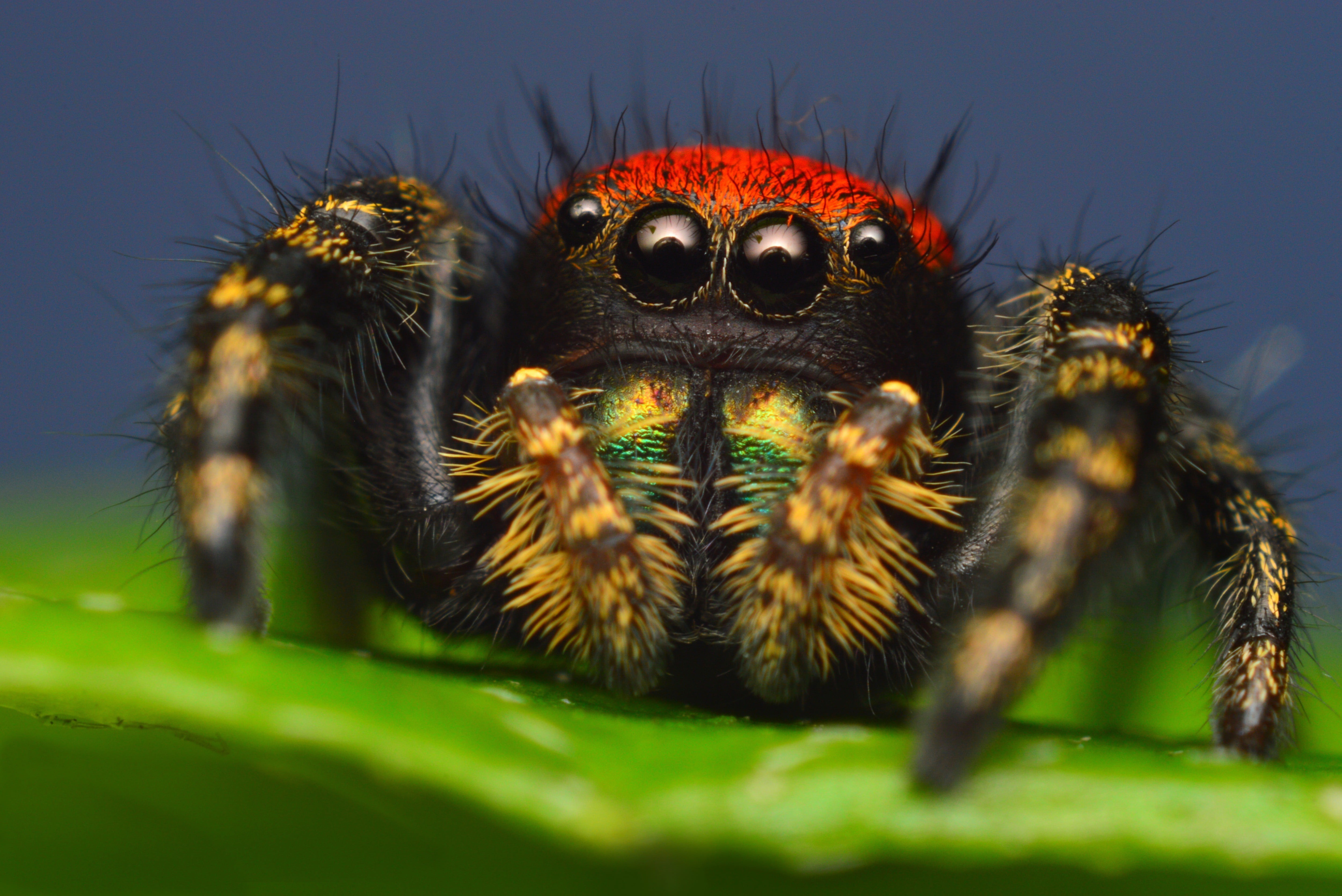 red and black jumping spider macro photo of brown 2k 4k 5k