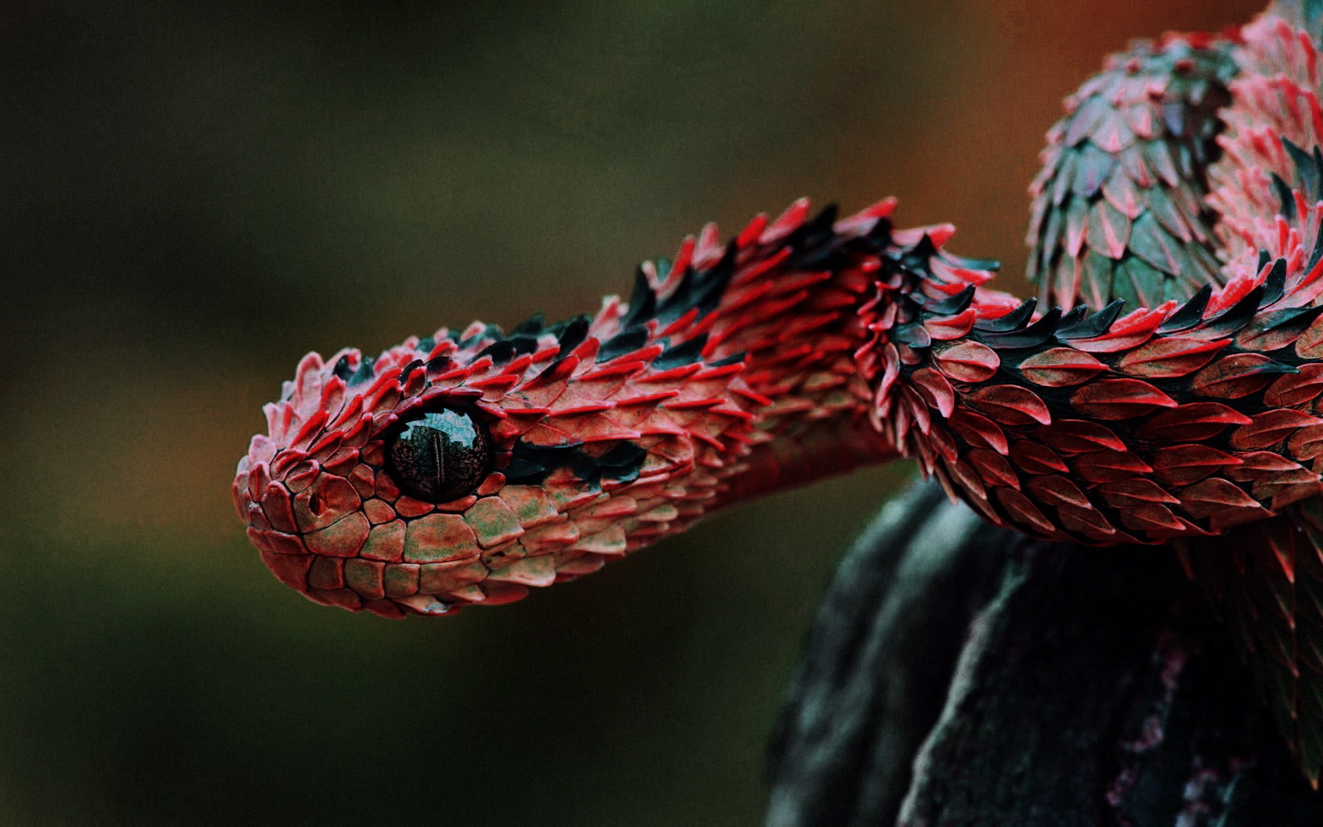 red and black snake vipers reptiles Lizard scales animals 2k
