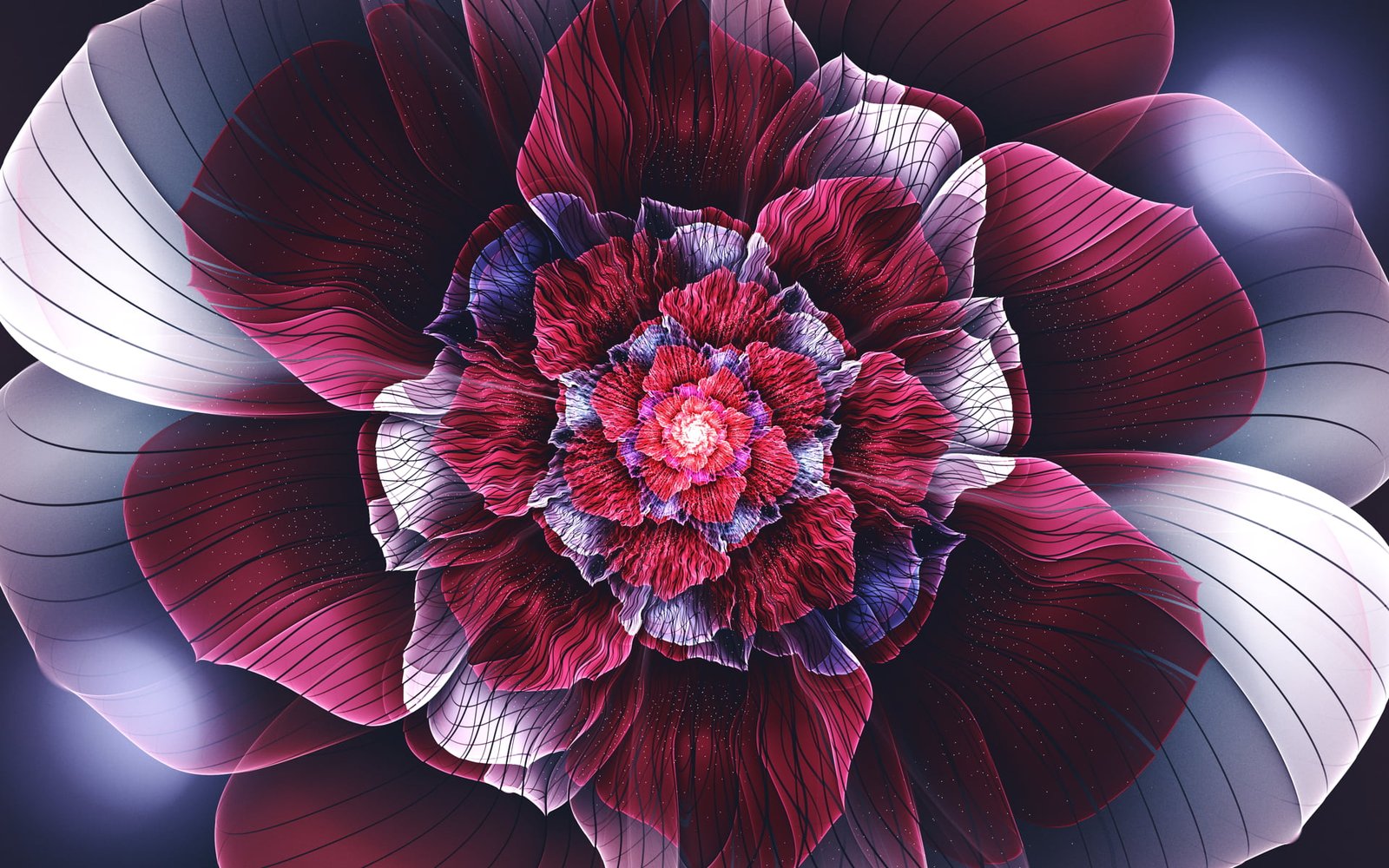 red and white flower illustration macro shot photography of 2k